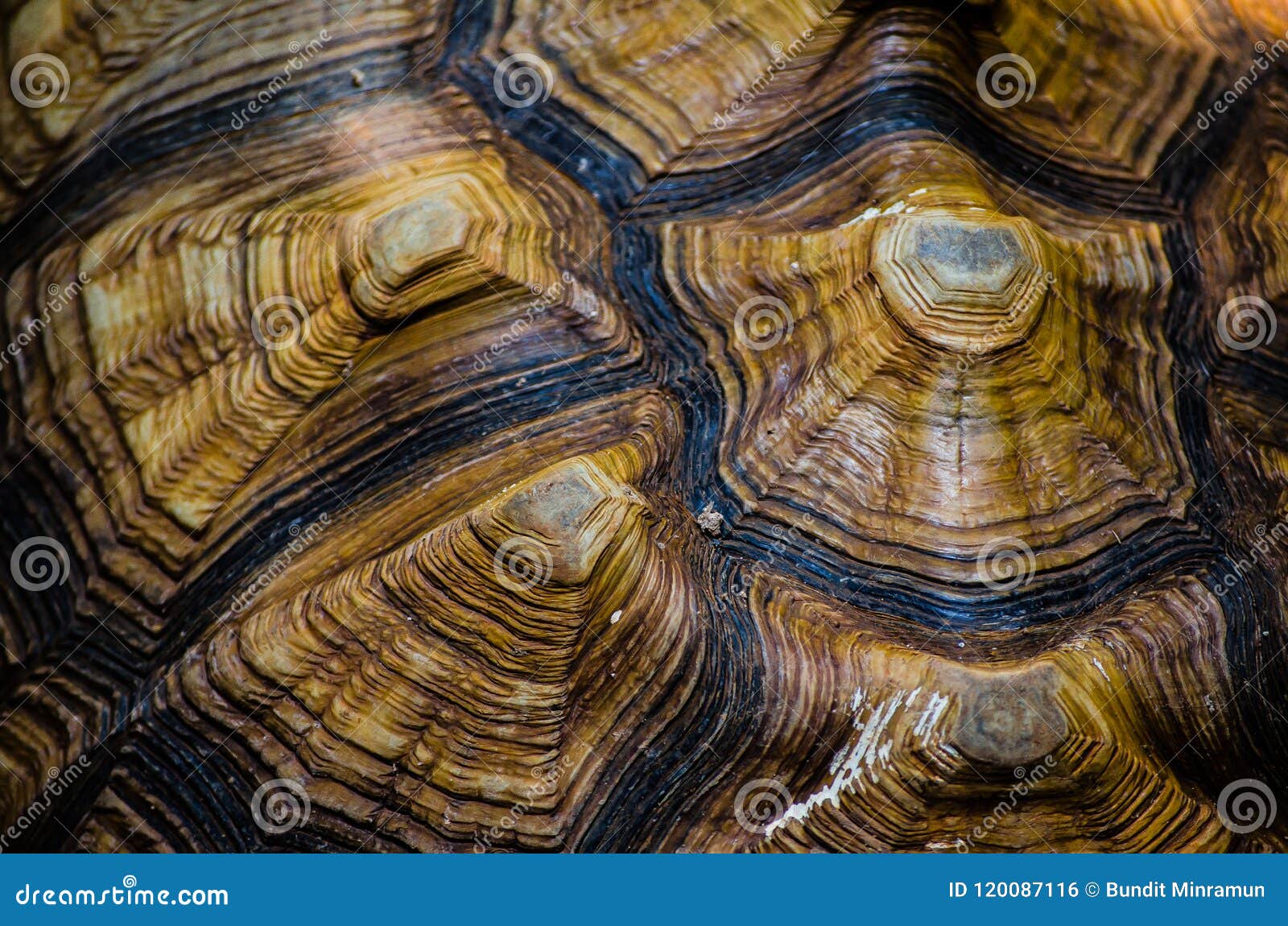 Abstract Brown Pattern of Sulcata Tortoise Shell in Close Up. Stock Photo - Image of ground