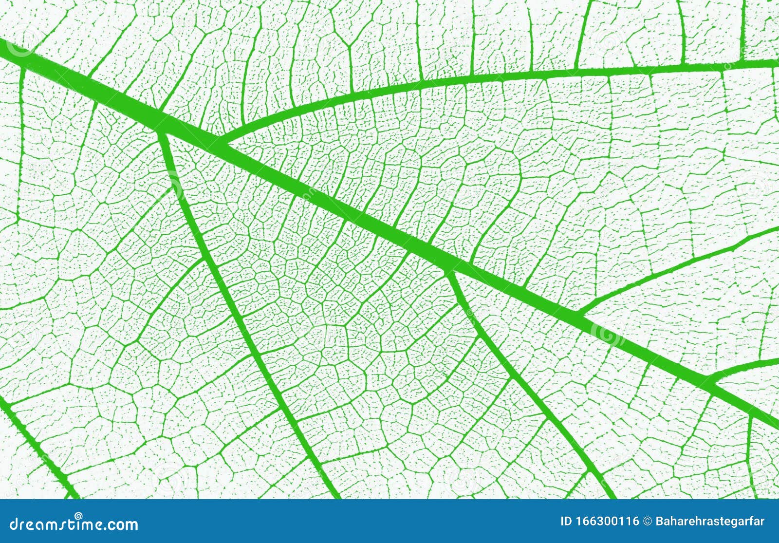 abstract closeup of a green and white leaf texture background
