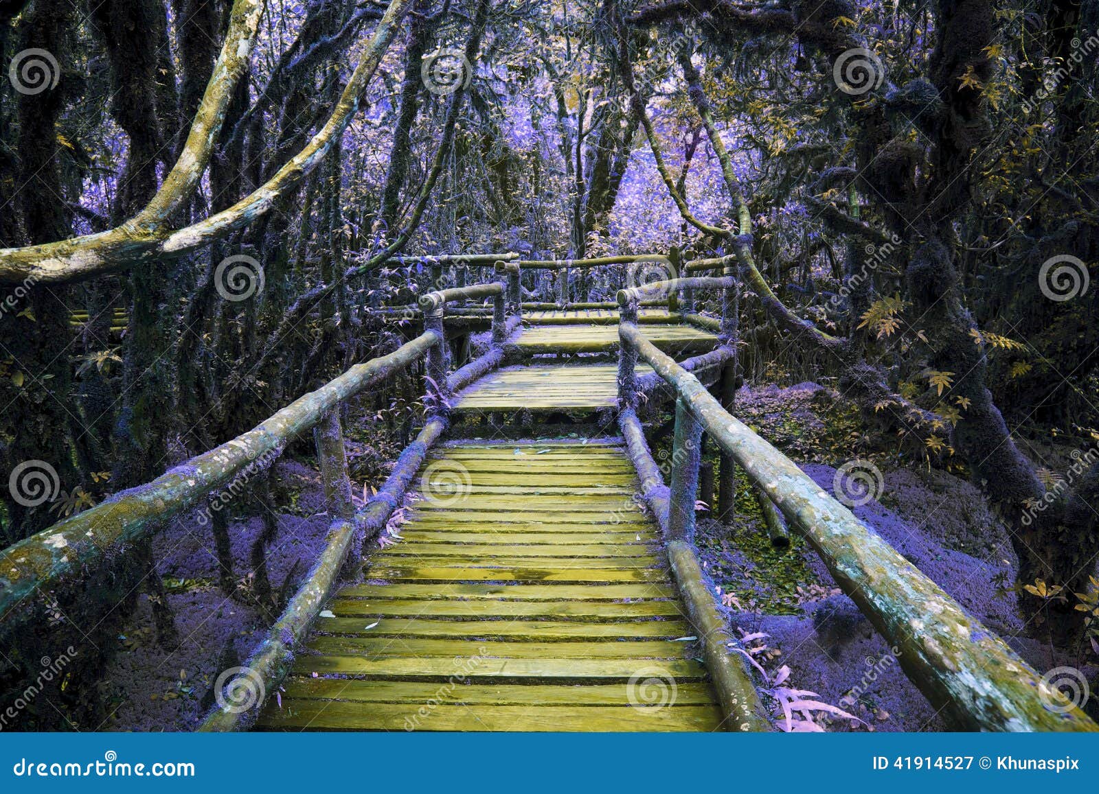abstract color of wood bridge in hill rain forest with moisture plant