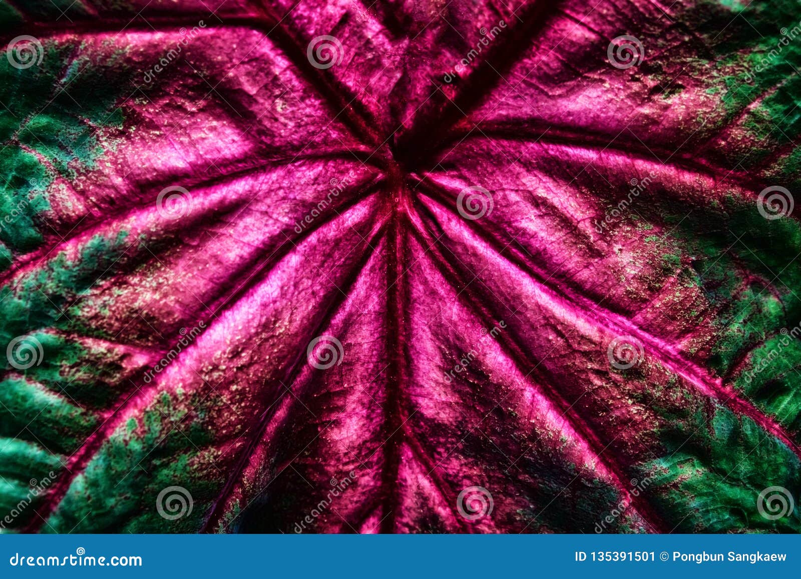 Abstract Colorful of Leaf Red and Green Background Stock Image Image