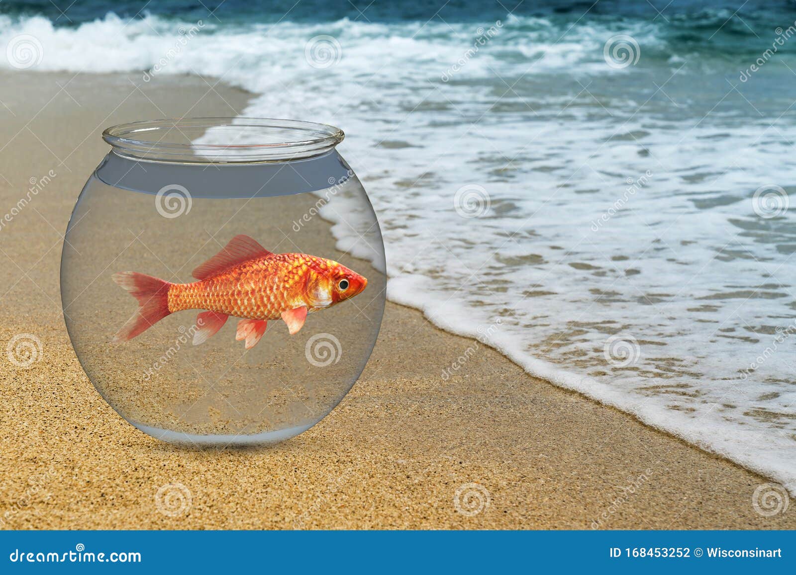 goals, freedom, goldfish, ocean, nature