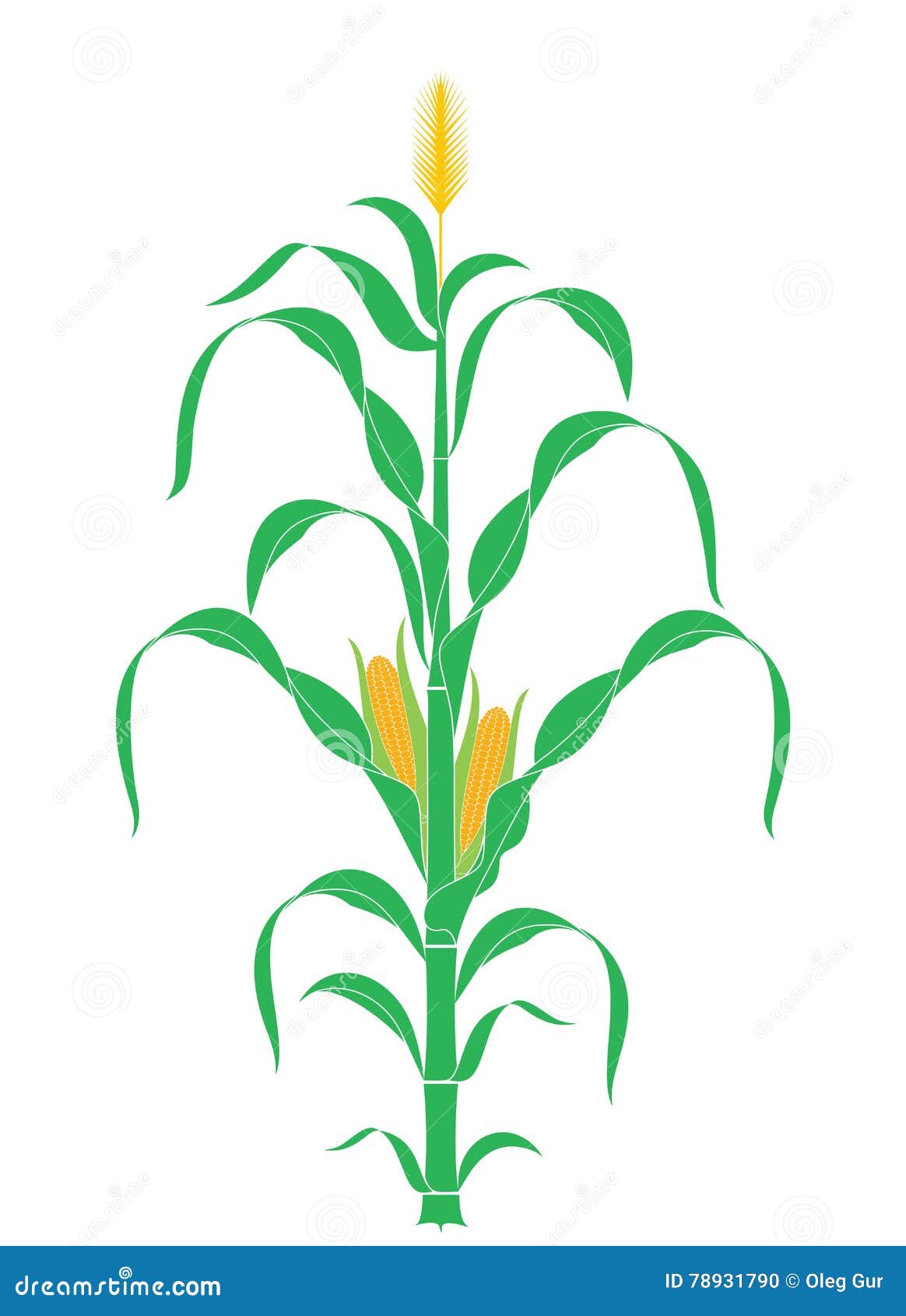 abstract corn stalk. plant. 