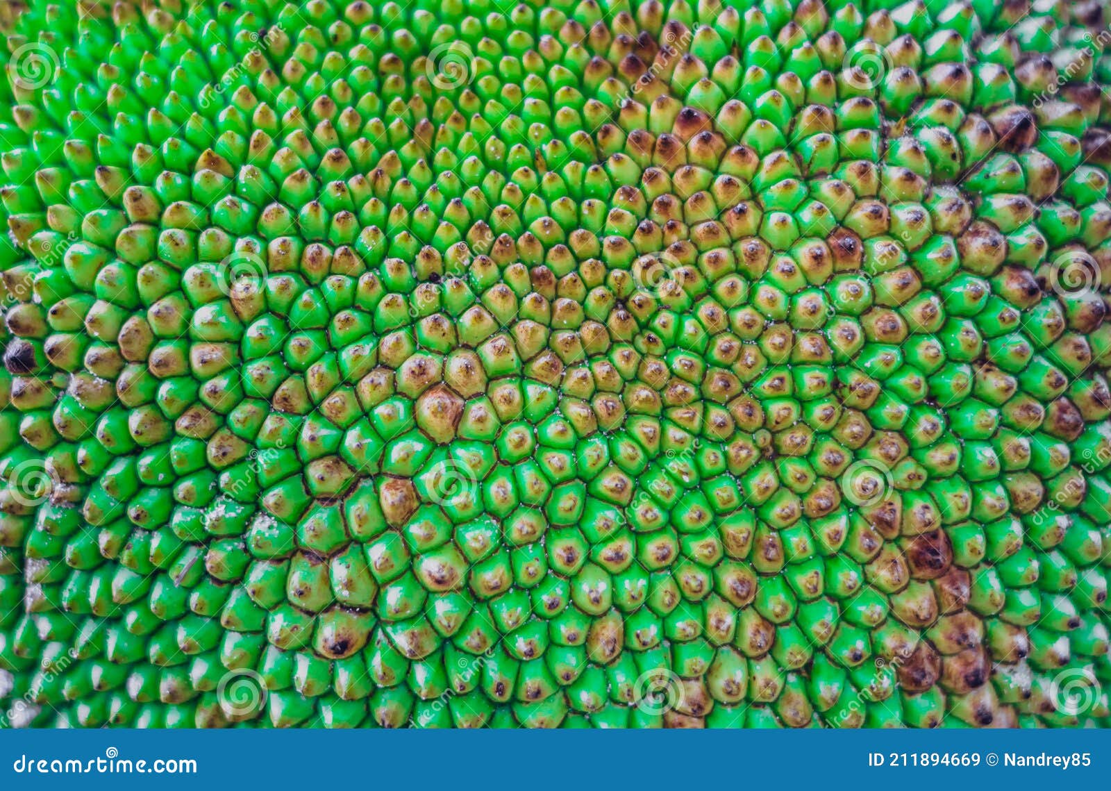 Abstract Creative Background. Shot of Tropical Jack Fruit Peel, Look Like Dragon  Scales Stock Image - Image of verdancy, texture: 211894669
