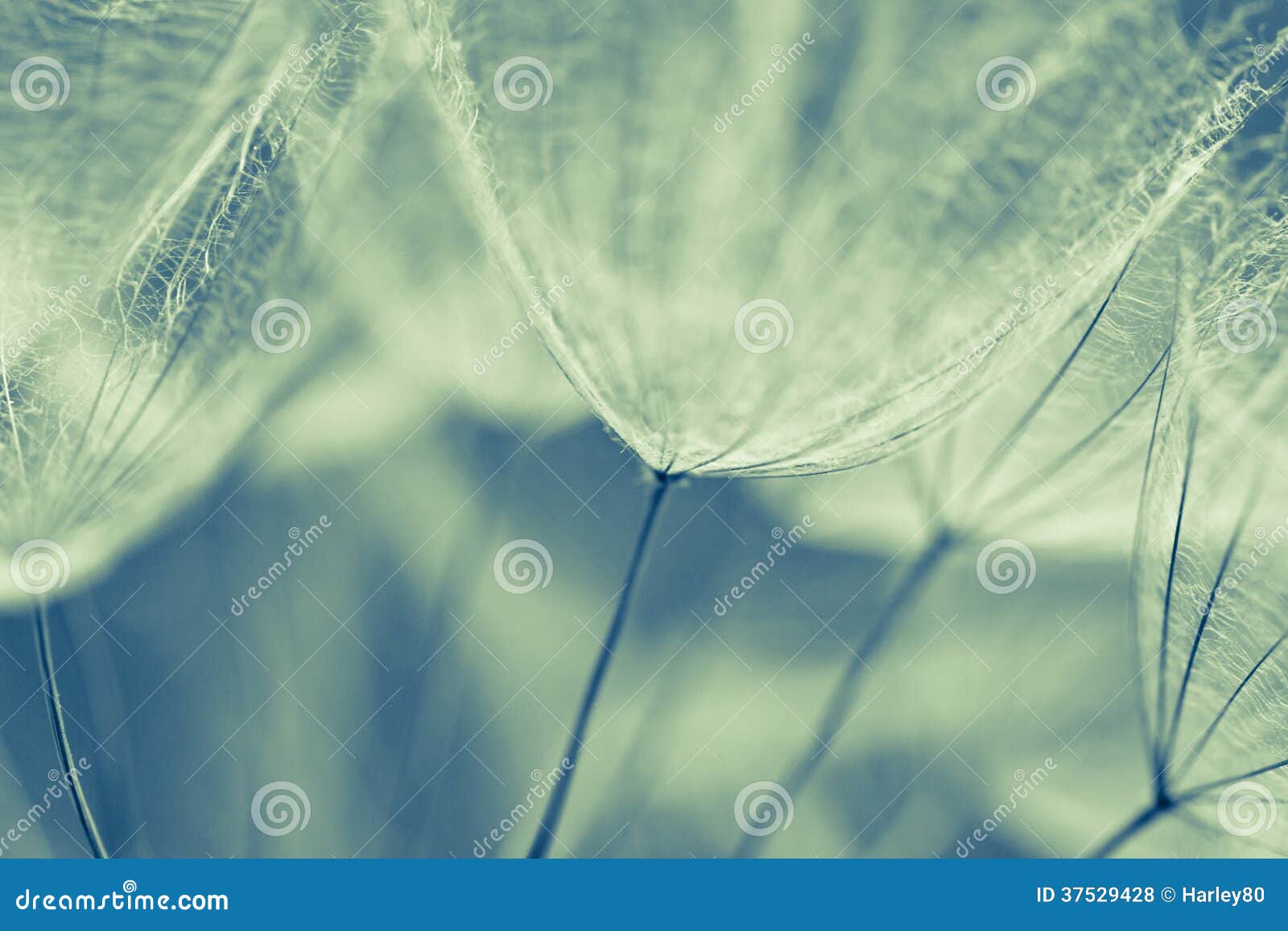 abstract dandelion flower background, extreme closeup. big dandelion on natural background.