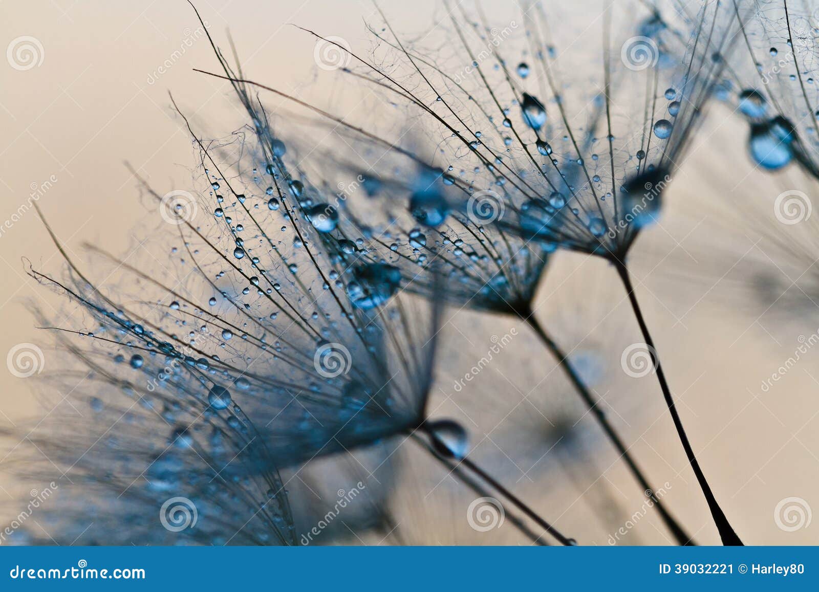 50,008 Dandelion Flower Closeup Photos - Free & Stock from Dreamstime