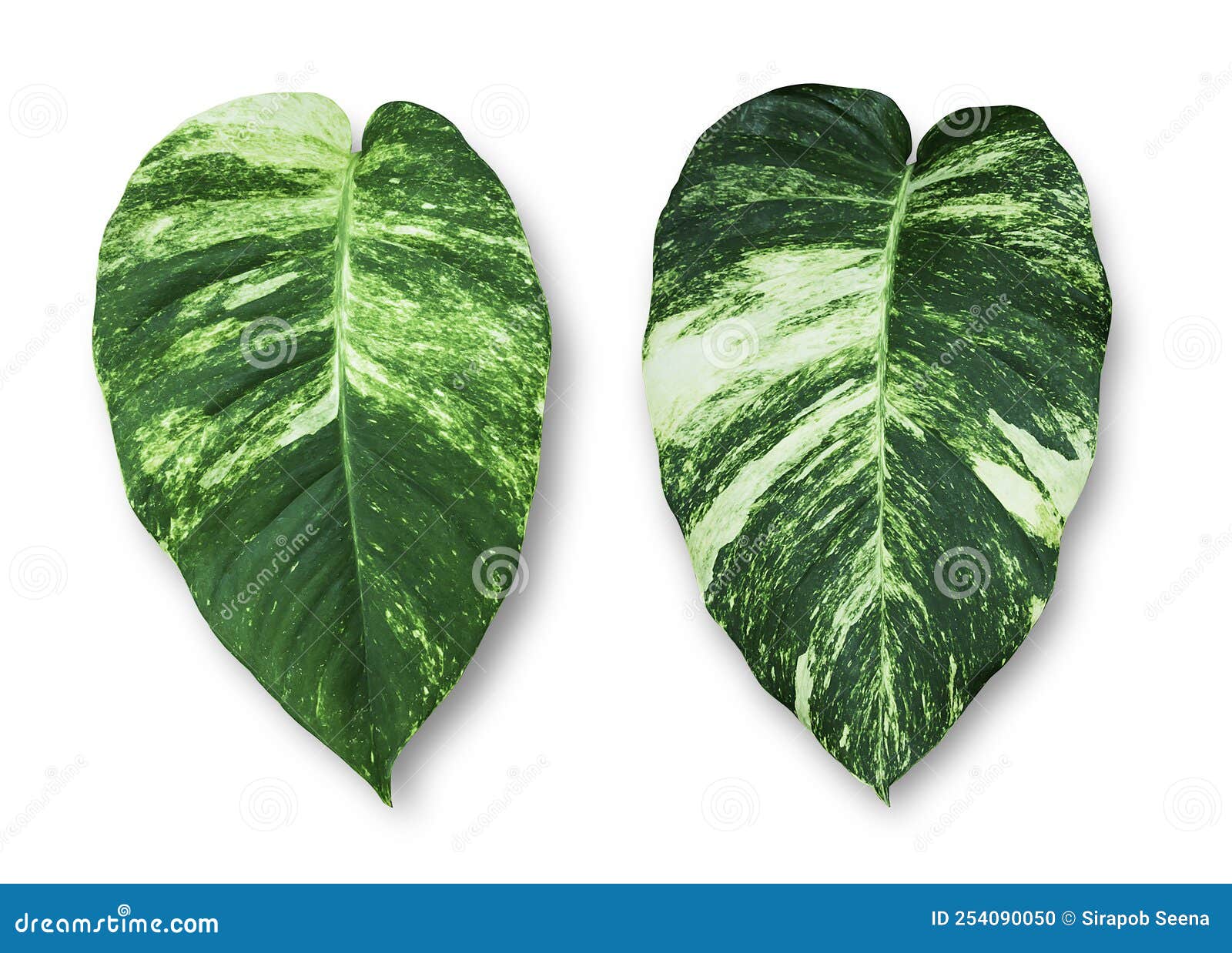 Abstract Dark Green Leaf Texture, Stock Photo Image of dark, blue