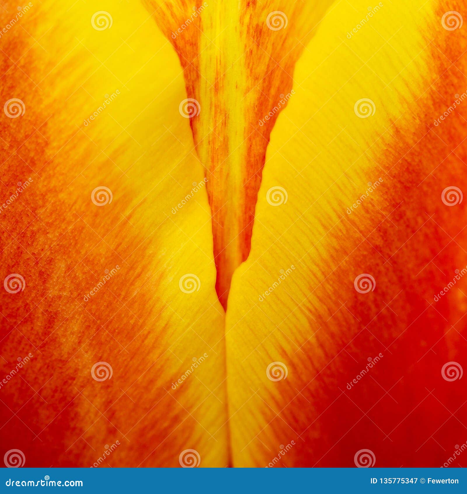 abstract details of red, yellow and orange tulip flower petals in v  under high magnification close-up macro photo