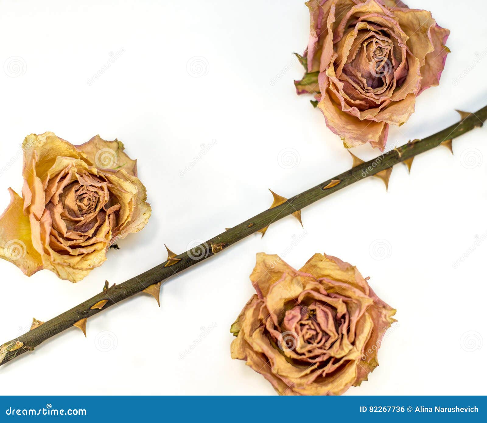 Abstract - Dried Rose Stem with Thorn Stock Photo - Image of nature,  feminine: 82267736