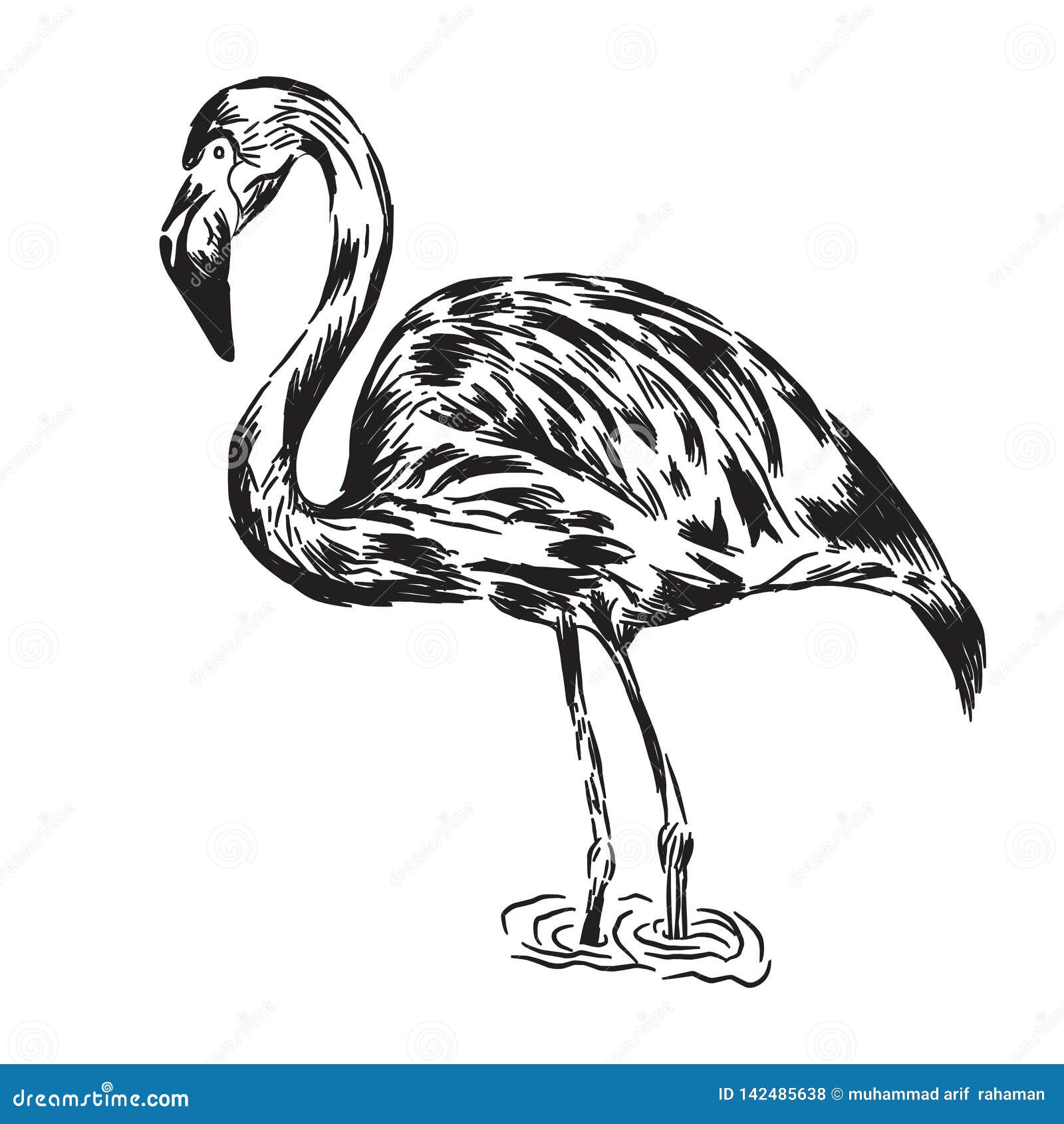 Flamingo Drawing PNG Transparent Images Free Download | Vector Files |  Pngtree