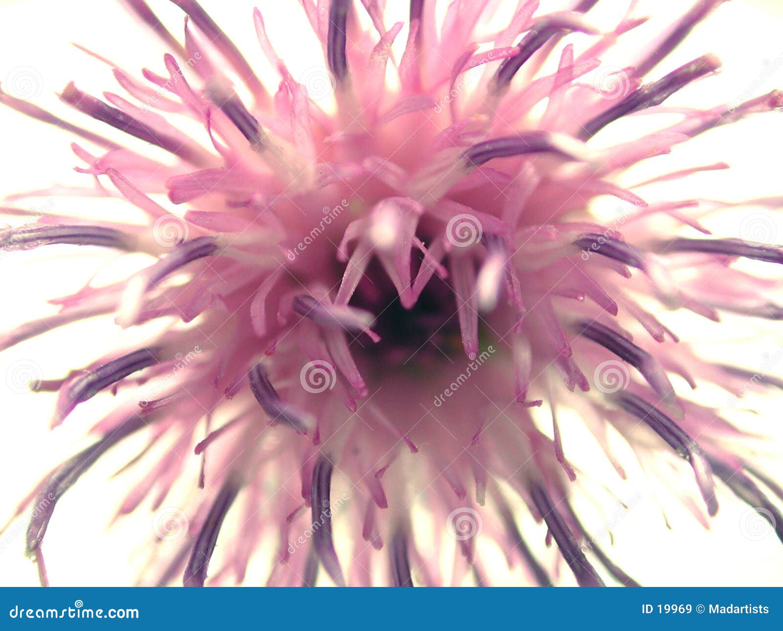 Abstract Flower Petals Pattern Stock Image Image of colorful