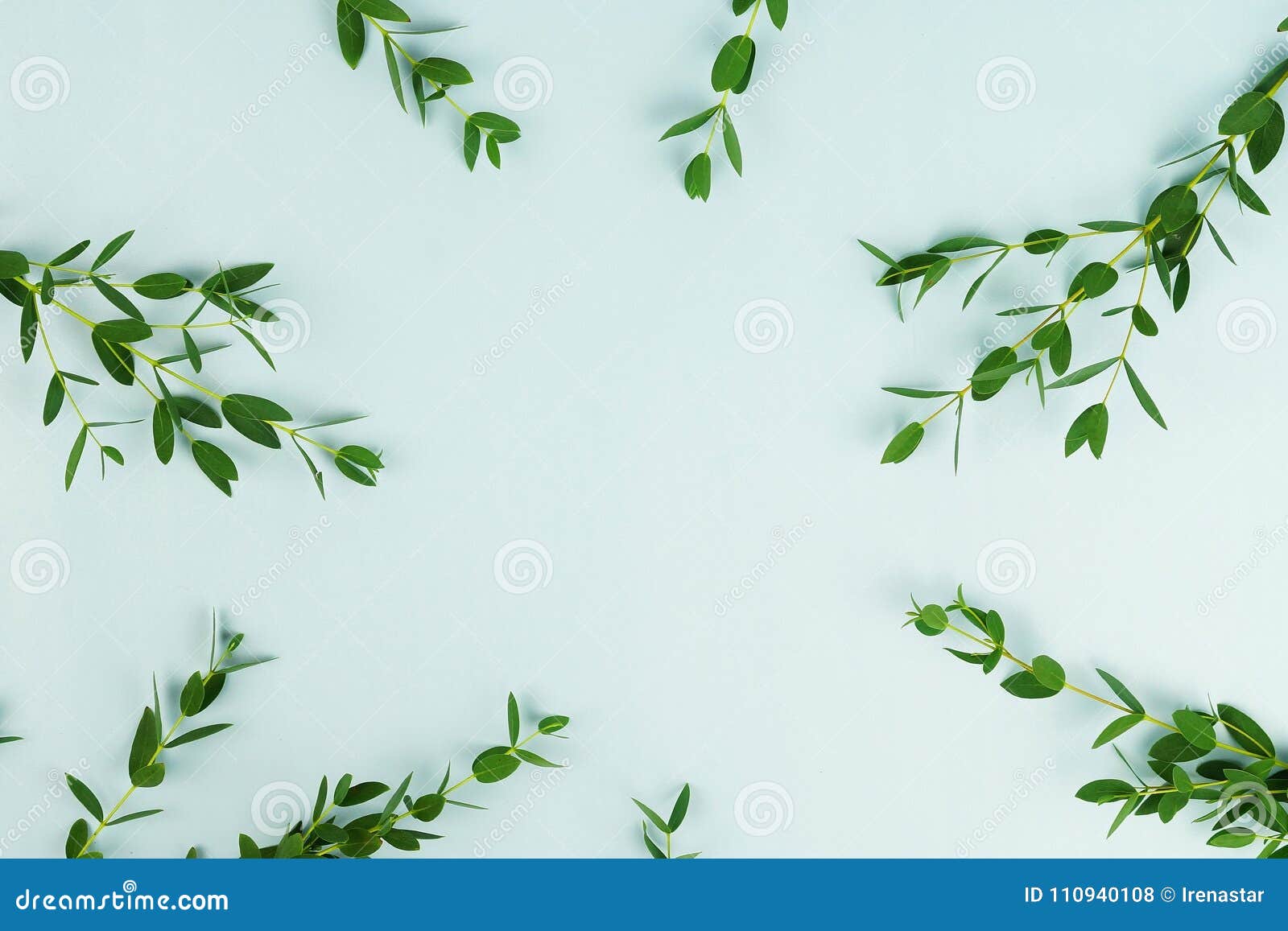 abstract frame of green eucalyptus branches