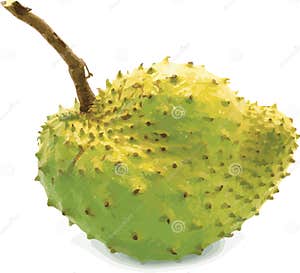 Abstract Fruit Of Soursop Tree Or Prickly Custard Apple Stock Abstract Fruit Of Soursop Tree Or Prickly Custard Apple Stock