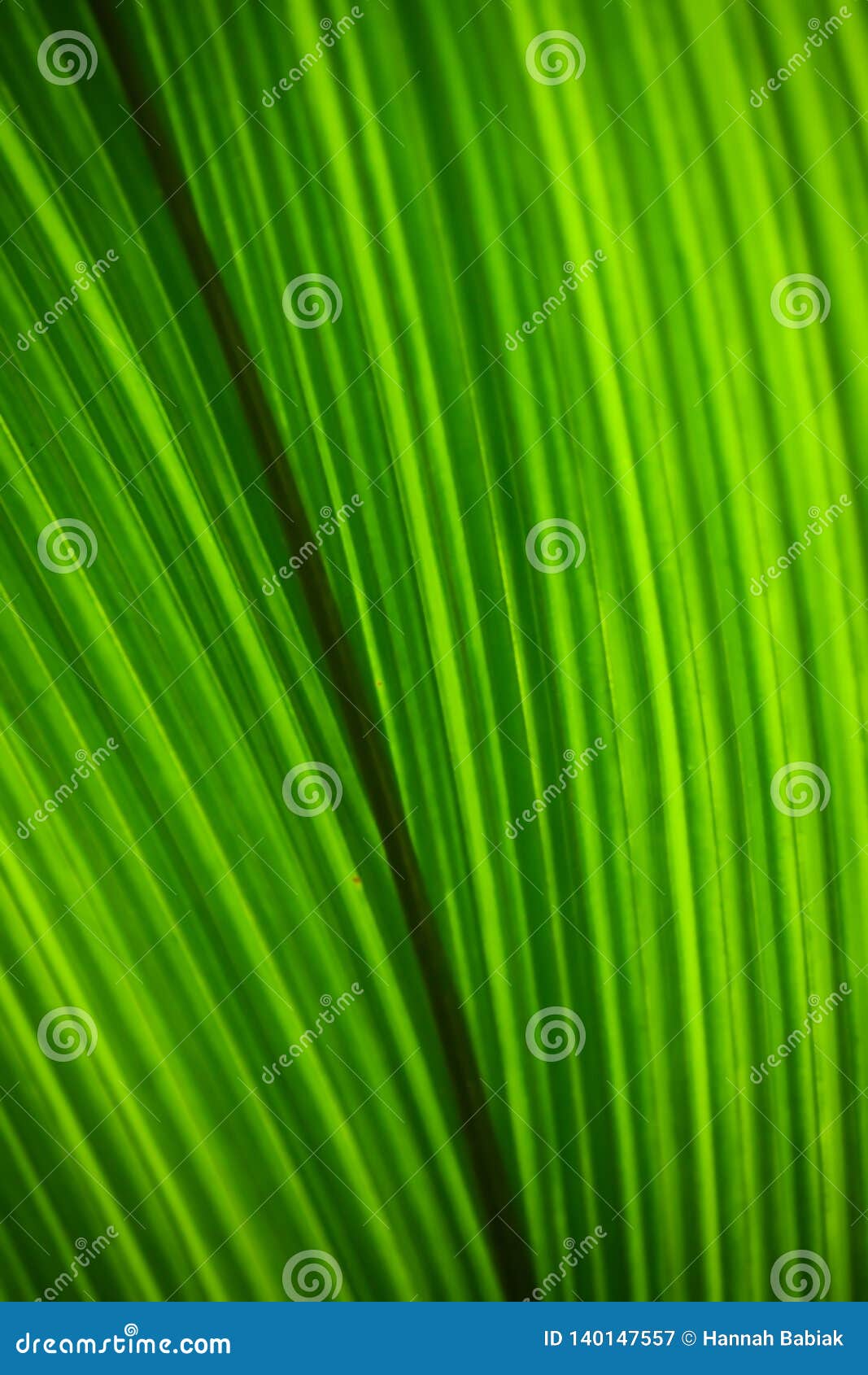Abstract Green Background Of Tropical Plant Leaf Stock ...