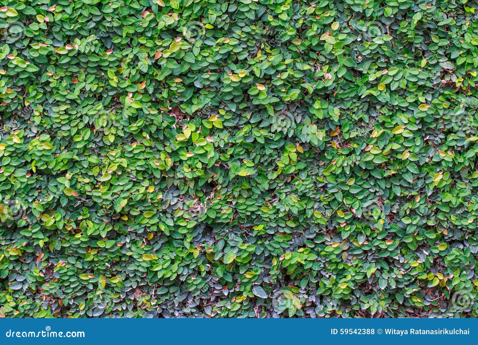 Abstract Green Creeper Plant on the Wall Background Stock Photo Image