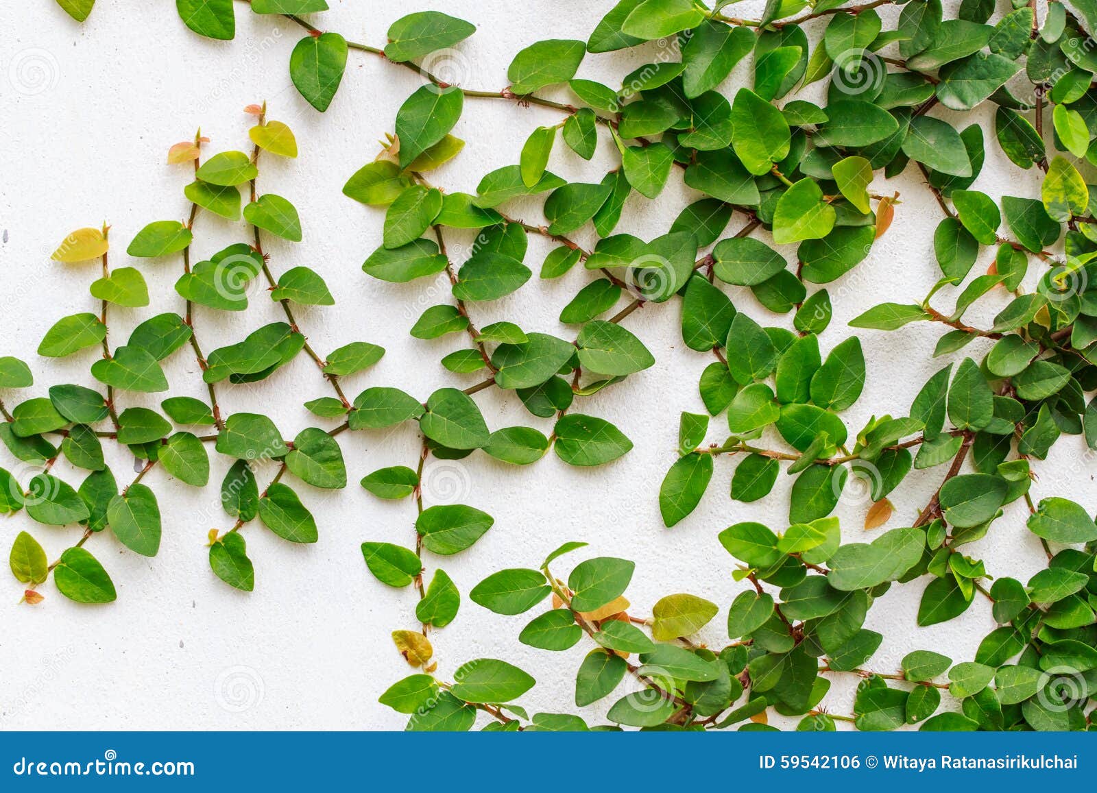 Abstract Green Creeper Plant on White Painted Concrete Wall Background Stock Photo Image of