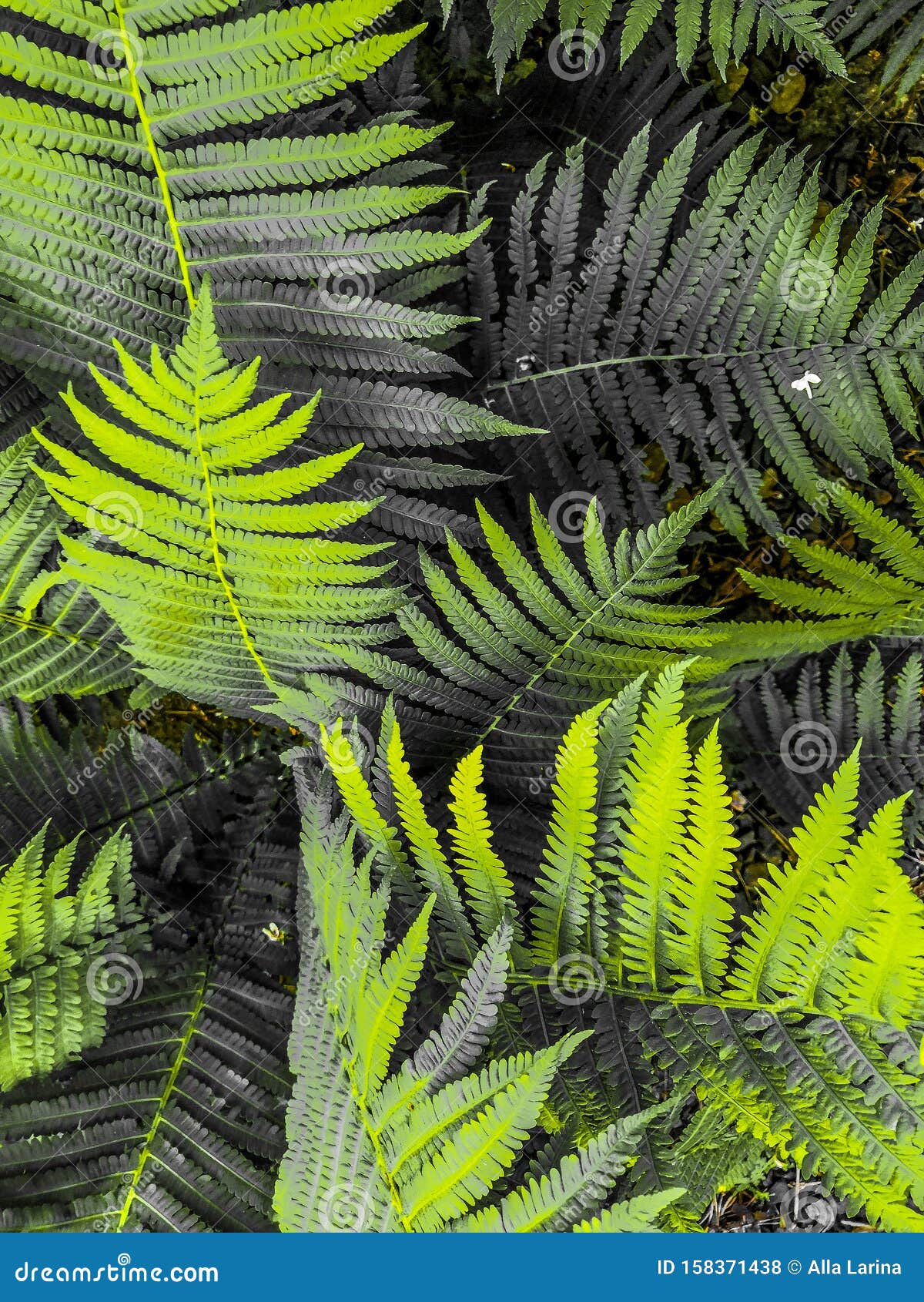 Abstract Green Grey Fern Leaves Background Close Up Stock Photo - Image