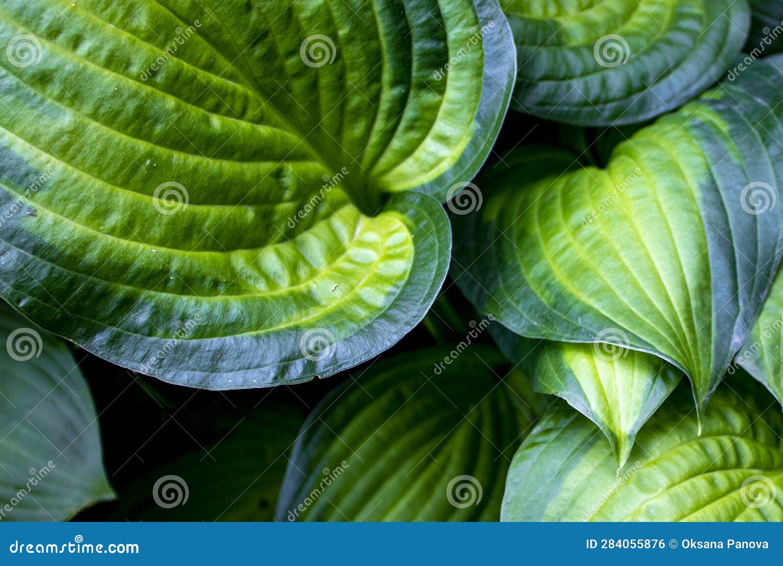 Abstract Green Leaf Texture, Nature Background, Tropical Nice Leaf