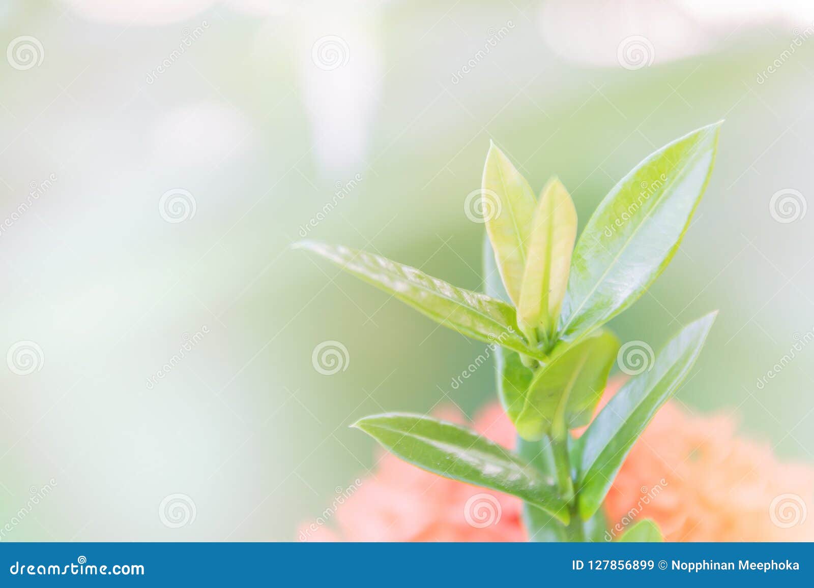 abstract green leaves and brightness pattern background with copy space