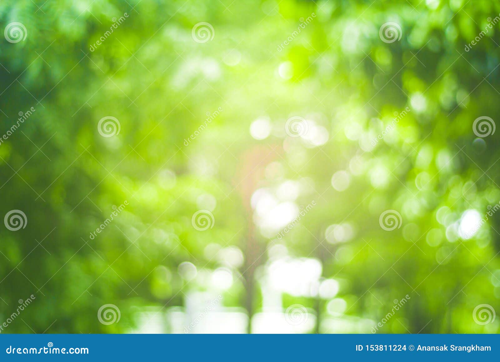 Abstract Green Nature Blur Background and Sunlight Stock Photo - Image of  season, space: 153811224