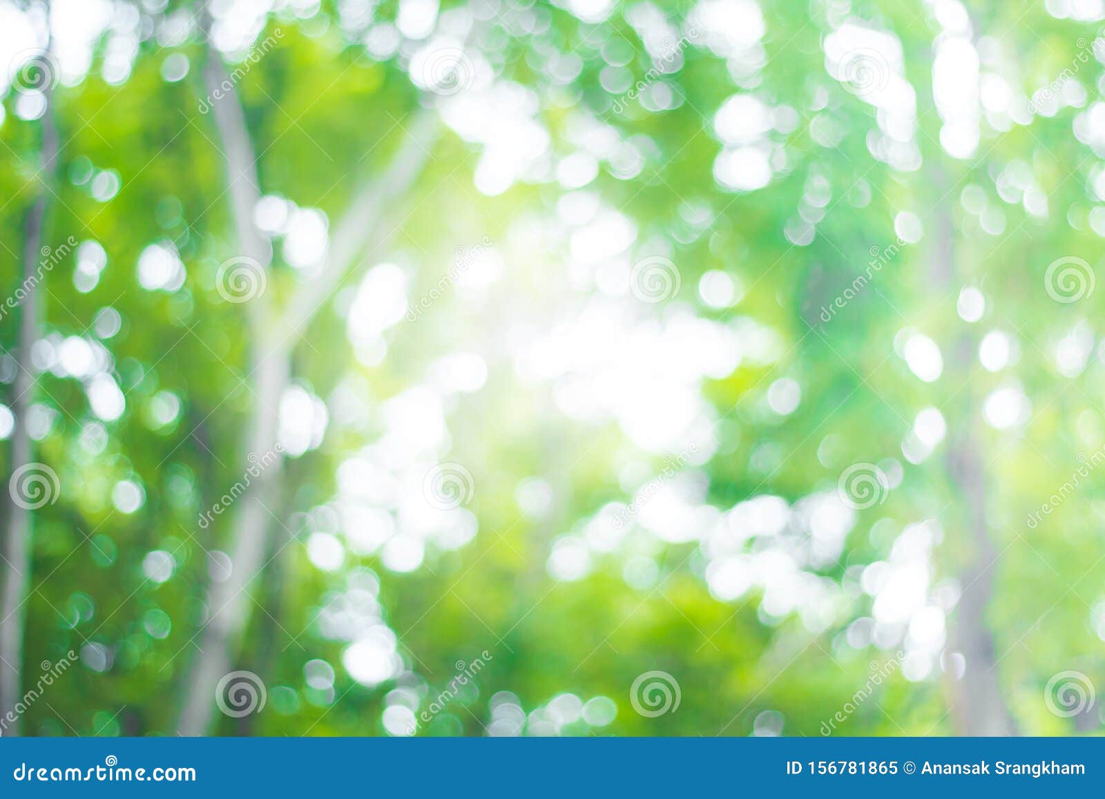 Abstract Green Nature Blur Background and Sunlight Stock Image - Image of  focus, blur: 156781865