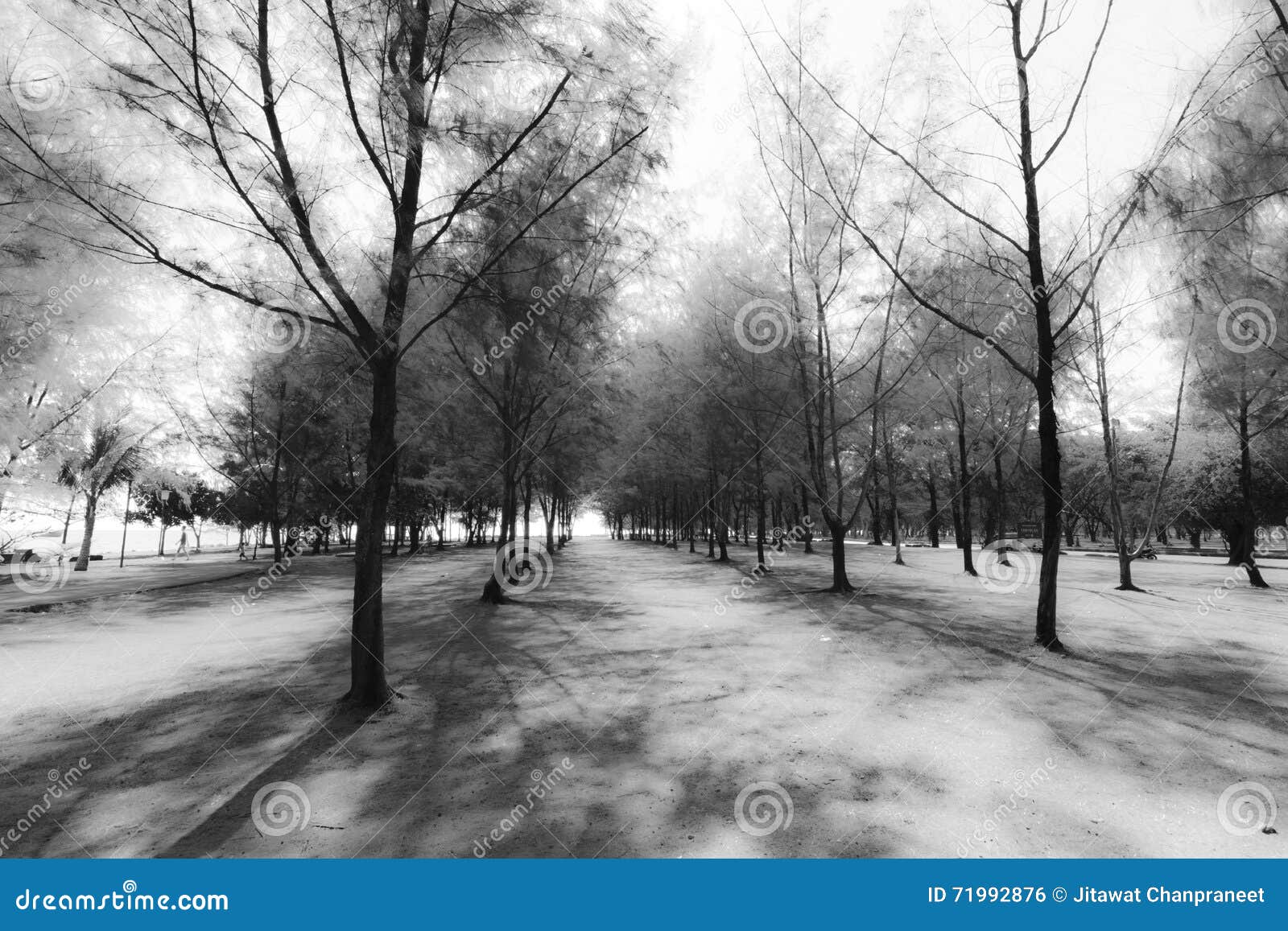 Abstract Group of Pine Tree Black and White Background Stock Photo
