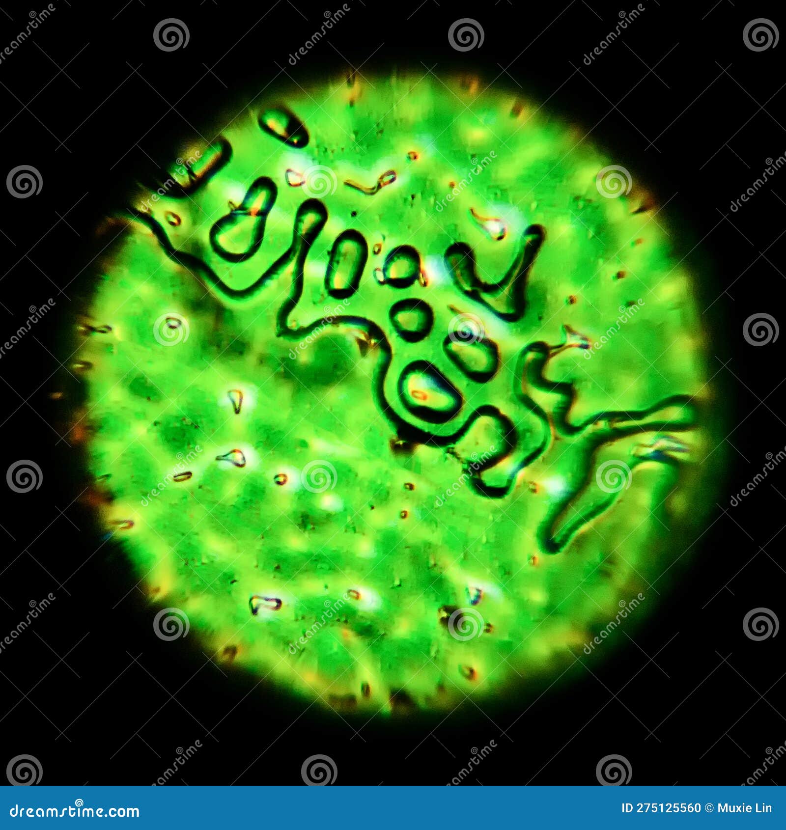 Abstract Images of Vegetable Cells Under a Microscope Stock Photo