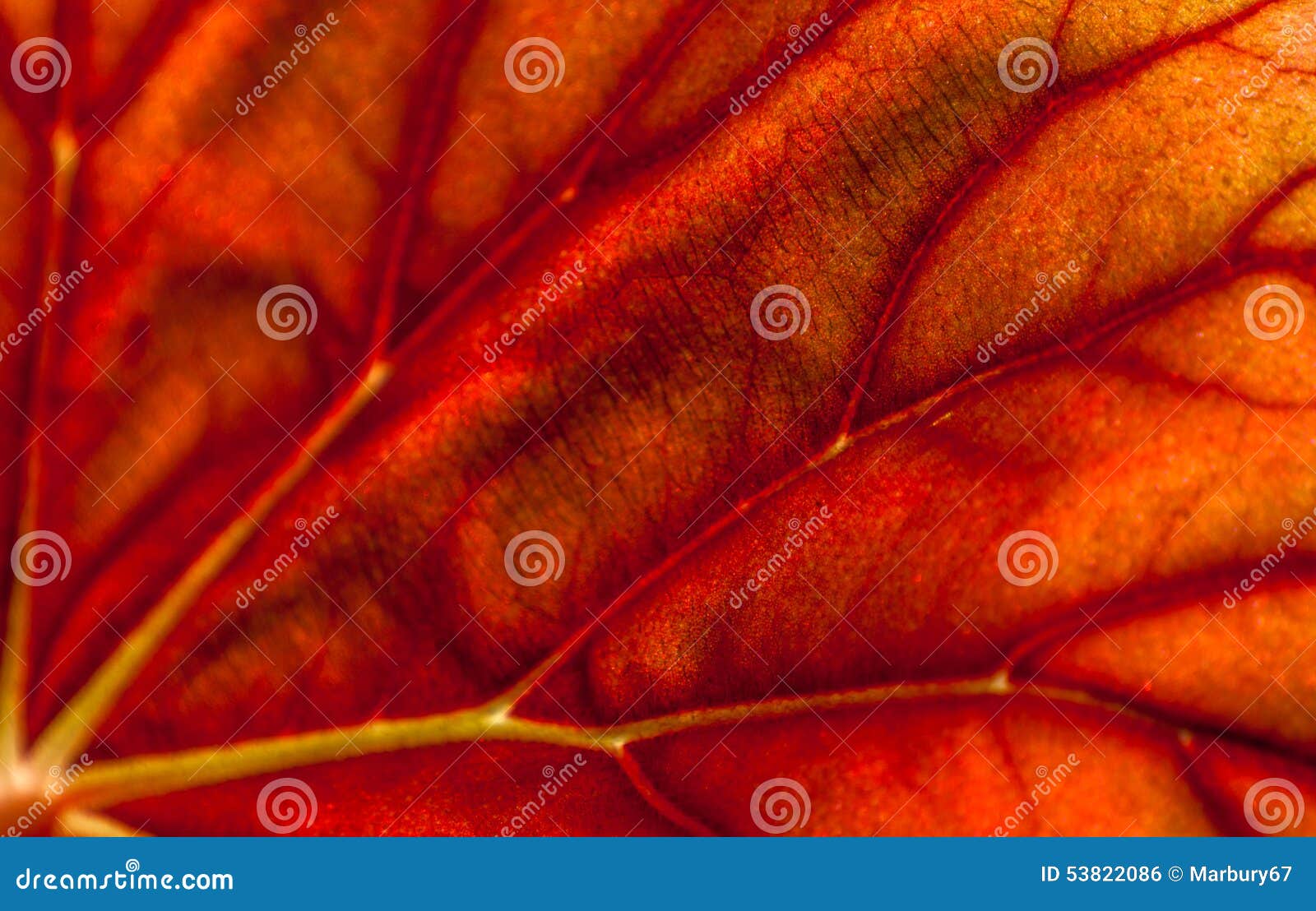 Abstract Leaf stock photo. Image of grown, caladium, abstract 53822086