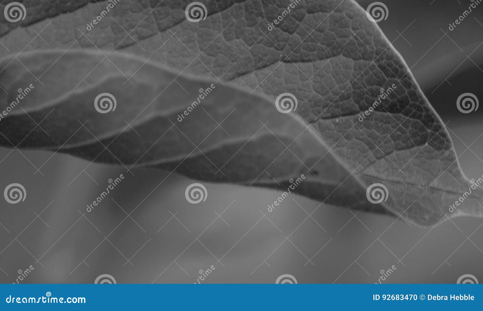 Abstract leaf stock photo. Image of detail, nature, abstract 92683470