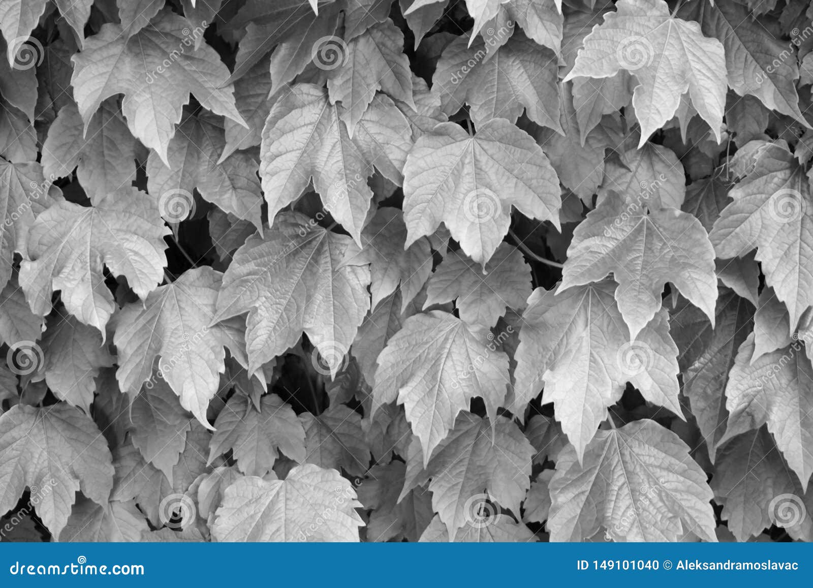 Black and White Background. Abstract Leaves Wall Stock Photo - Image of