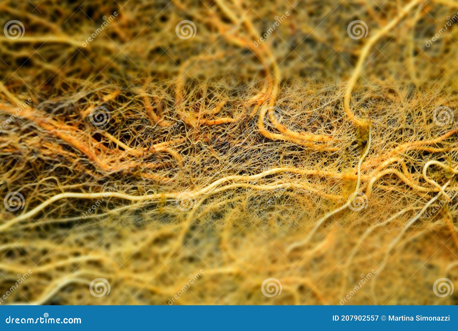 Incredible Vascular Plant Fine Roots Looking Like A Neural Network