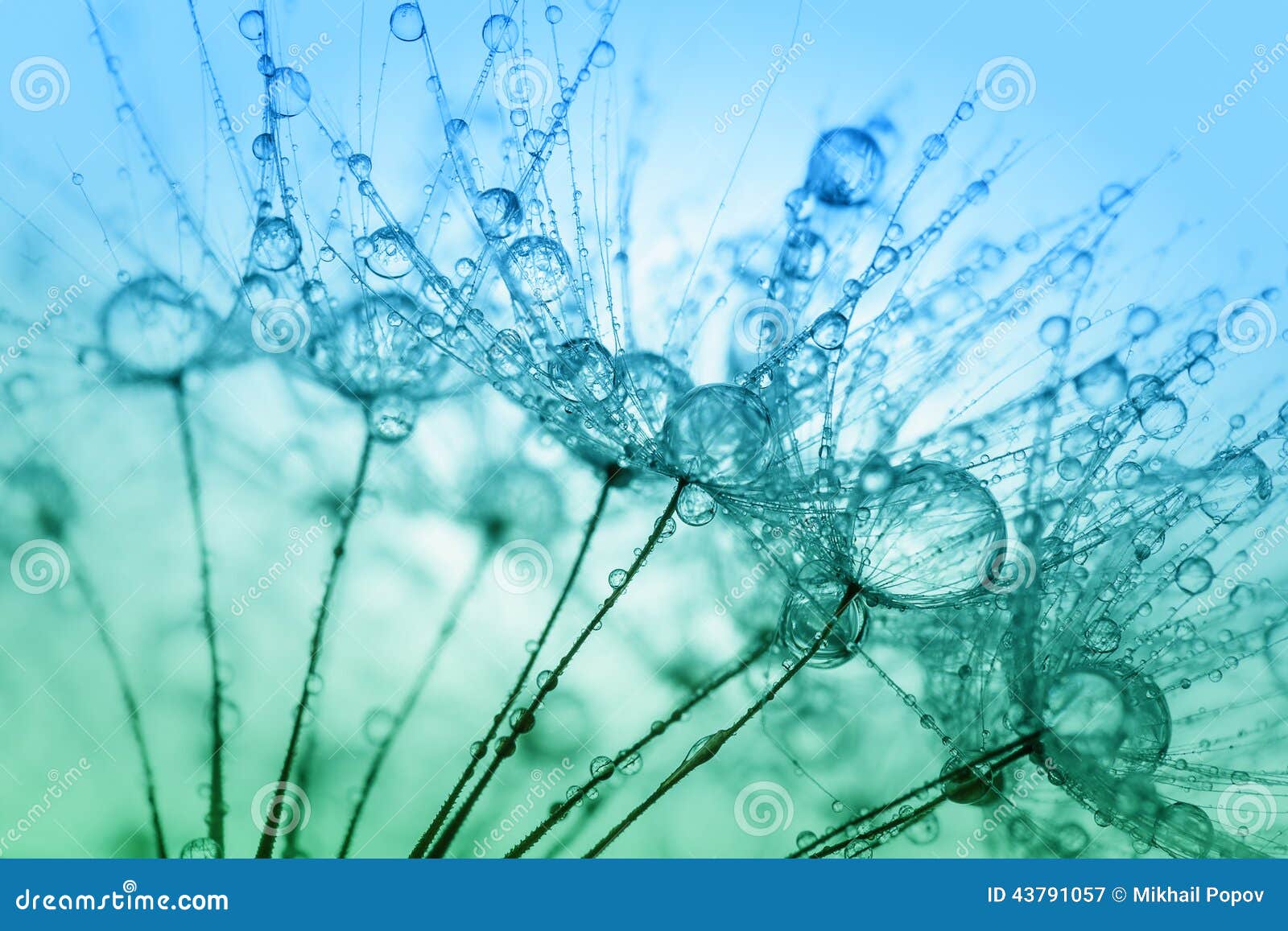 abstract macro photo of plant seeds with water