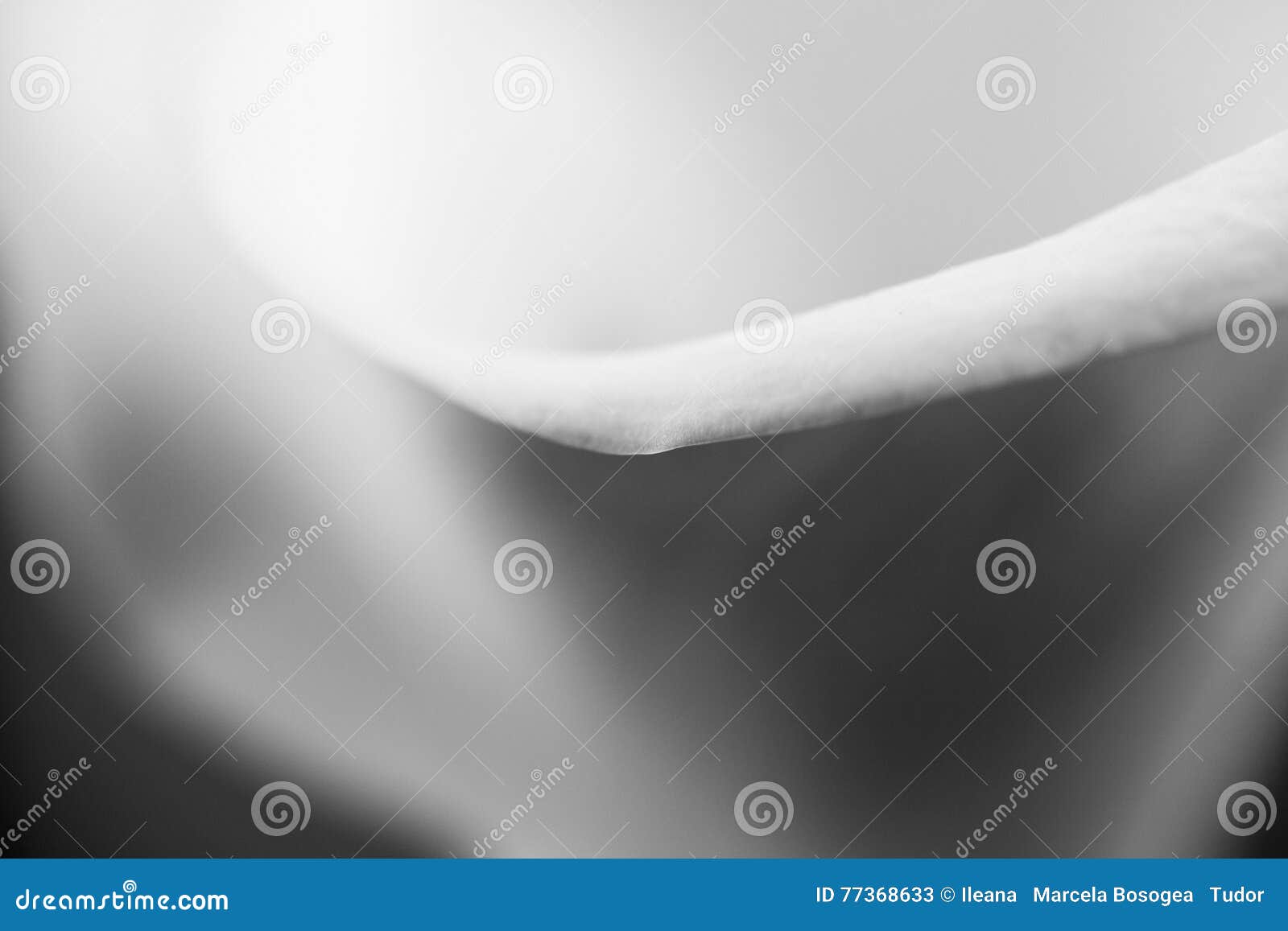 Abstract Macro Photography Of Calla Flower With Details Stock Image