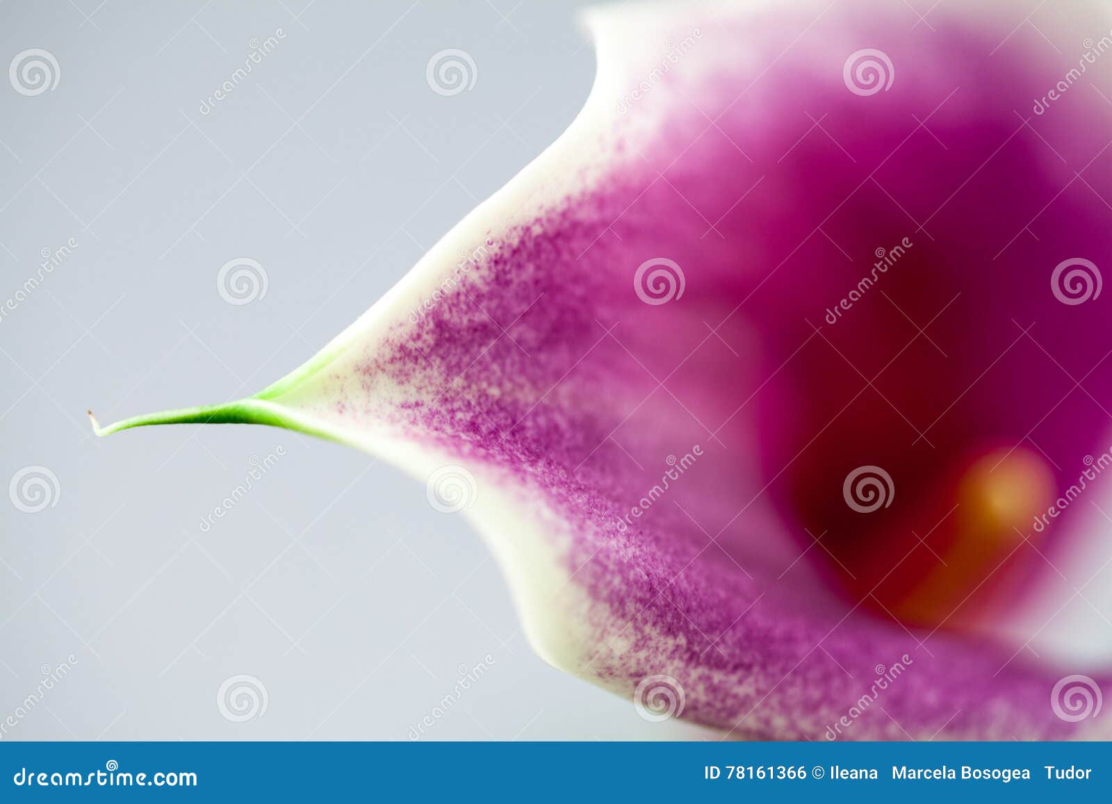 Abstract Macro Photography Of Calla Flower With Details Stock Photo