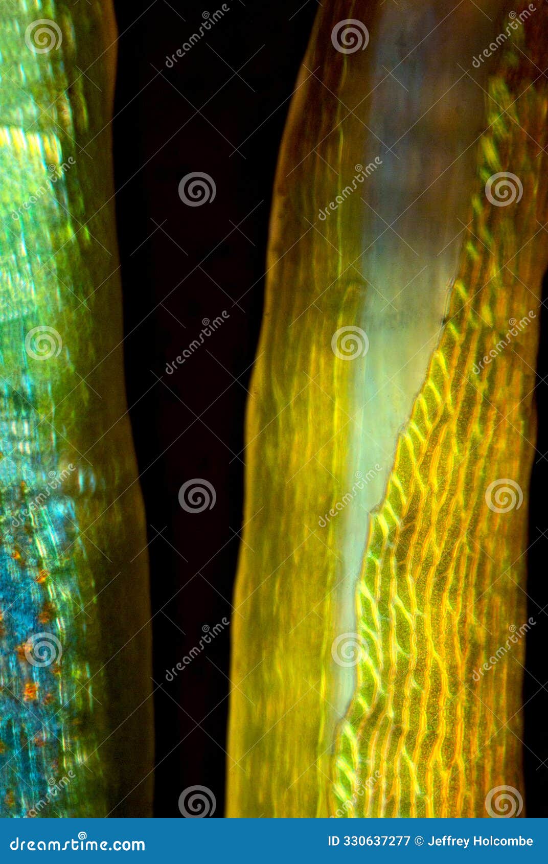 abstract micrograph of a broom moss with tubular leaf tips