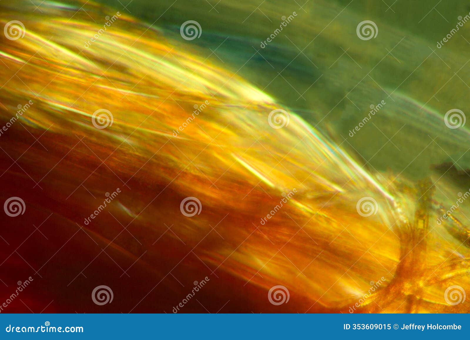 abstract micrograph of the hairy fruit of rose of sharon