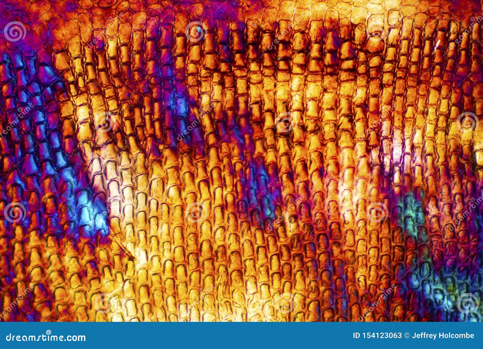 Abstract Micrograph of a Scale from a Red Snapper Fish Stock Image ...