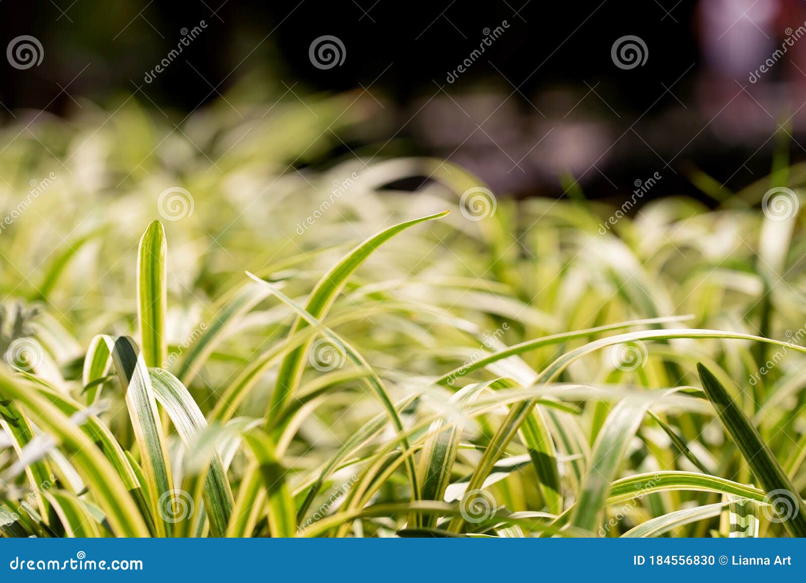 Abstract Natural Background of Decorative Plant Similar To Grass Stock