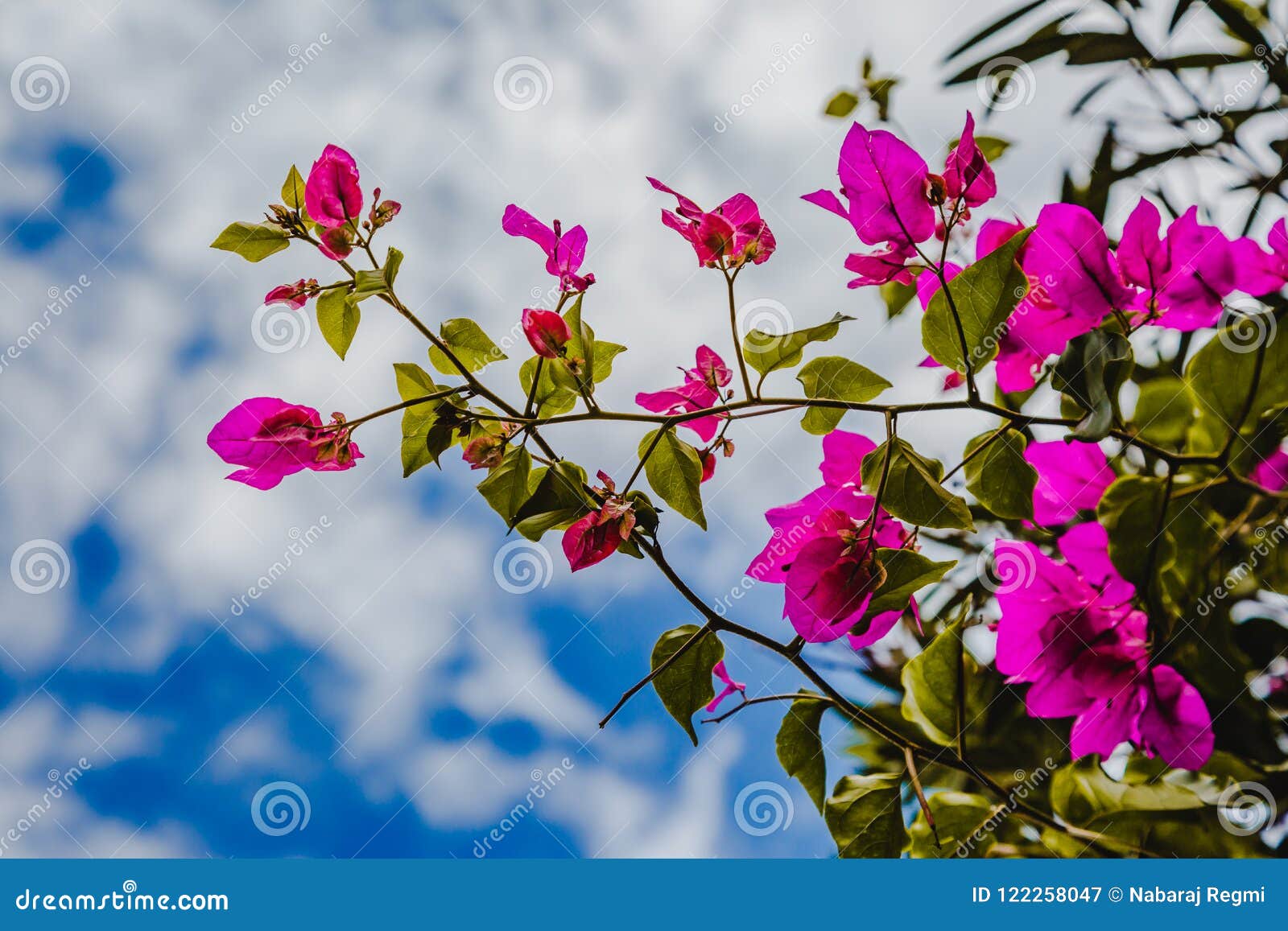 background nature Flower mexican aster purple flowers background blur wallpaper Flower Space for text 3823523 Stock Photo at Vecteezy