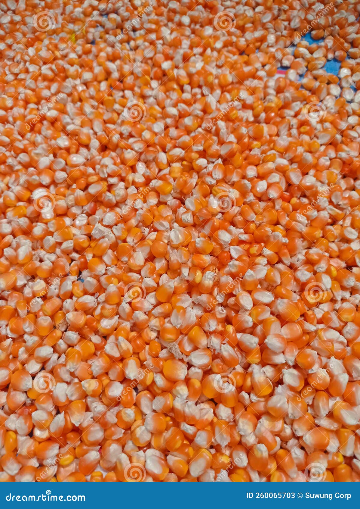 Abstract Nature Background, Made from a Collection of Corn and Ripe