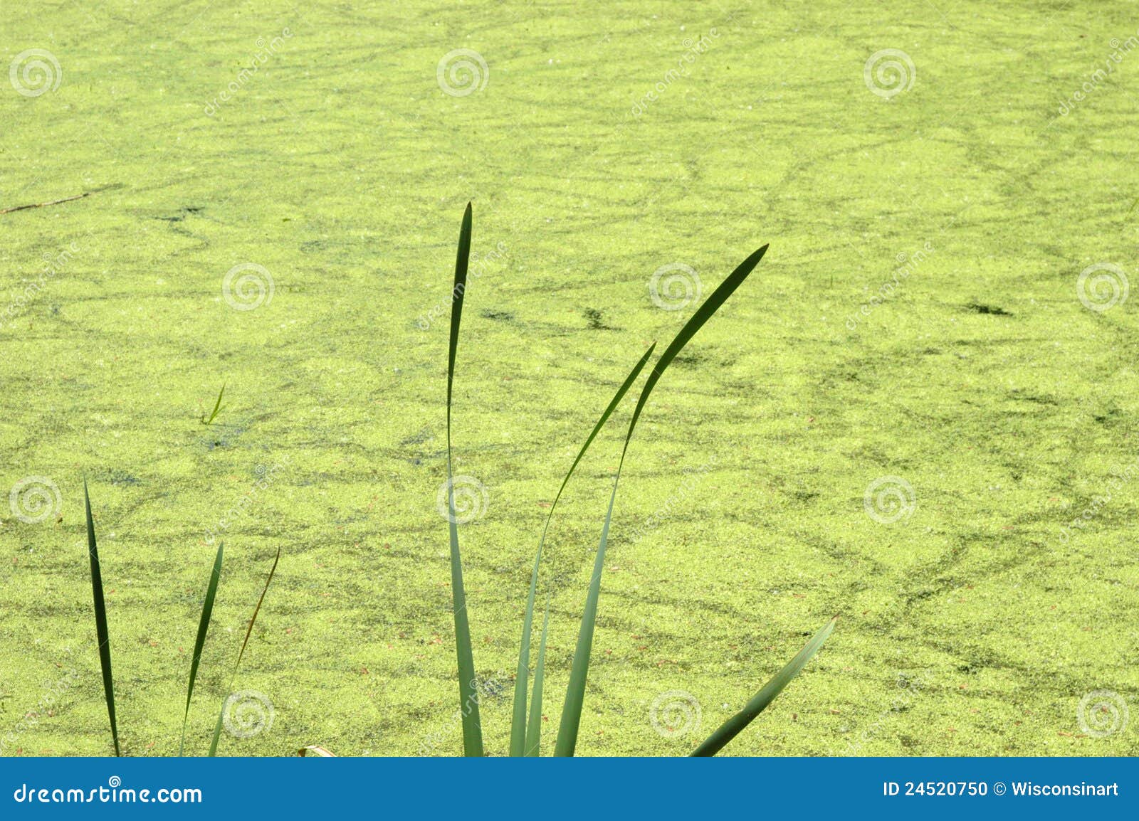 abstract nature background pond swamp water, algae