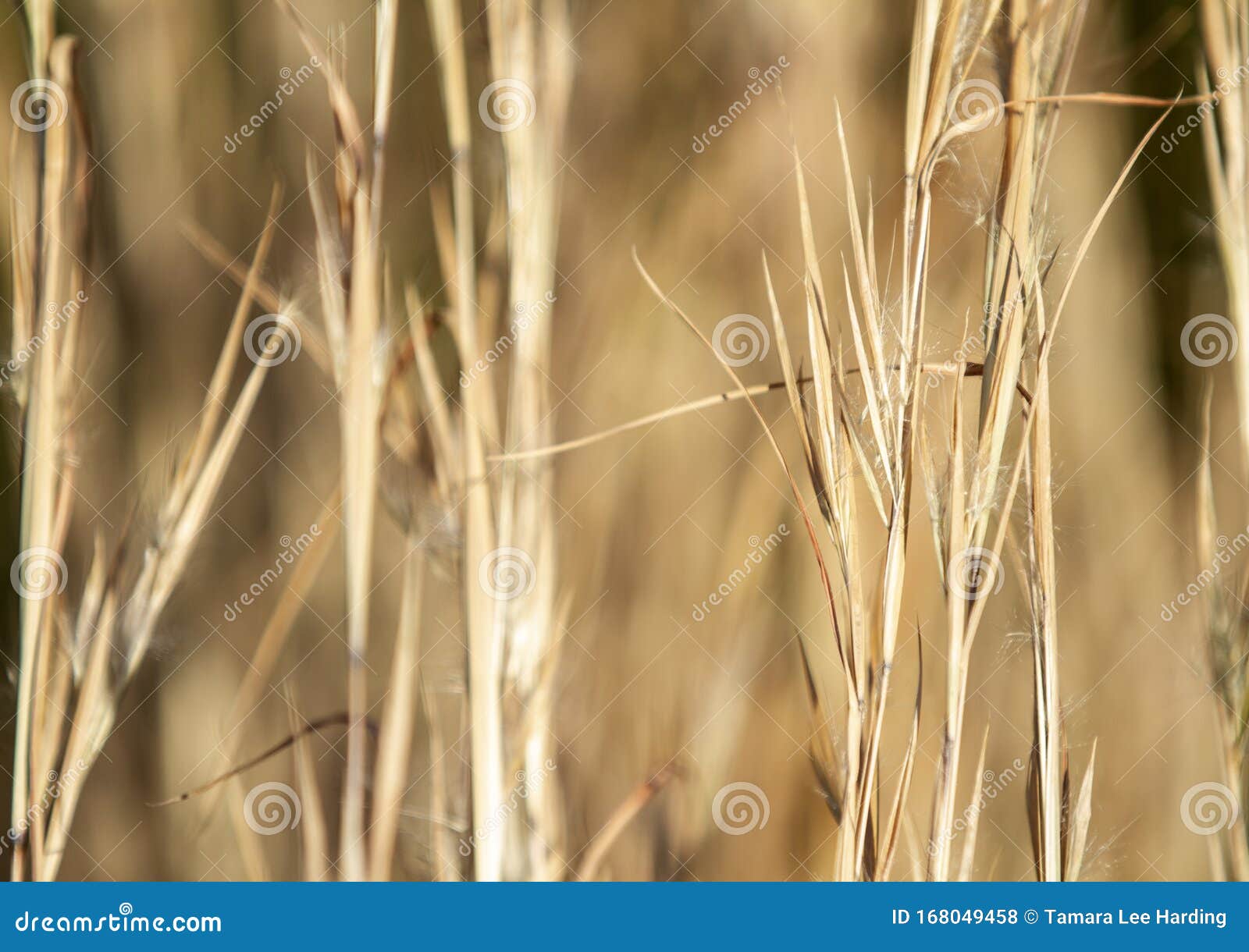 Golden Grass Blurred Background for Harvest or Autumn Stock Photo