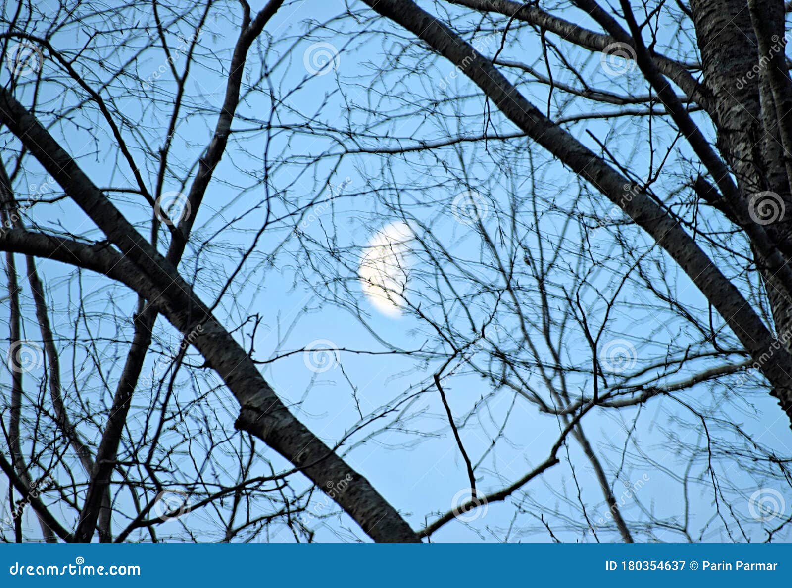 Abstract - Network of Branches of Trees with Blue Sky and White