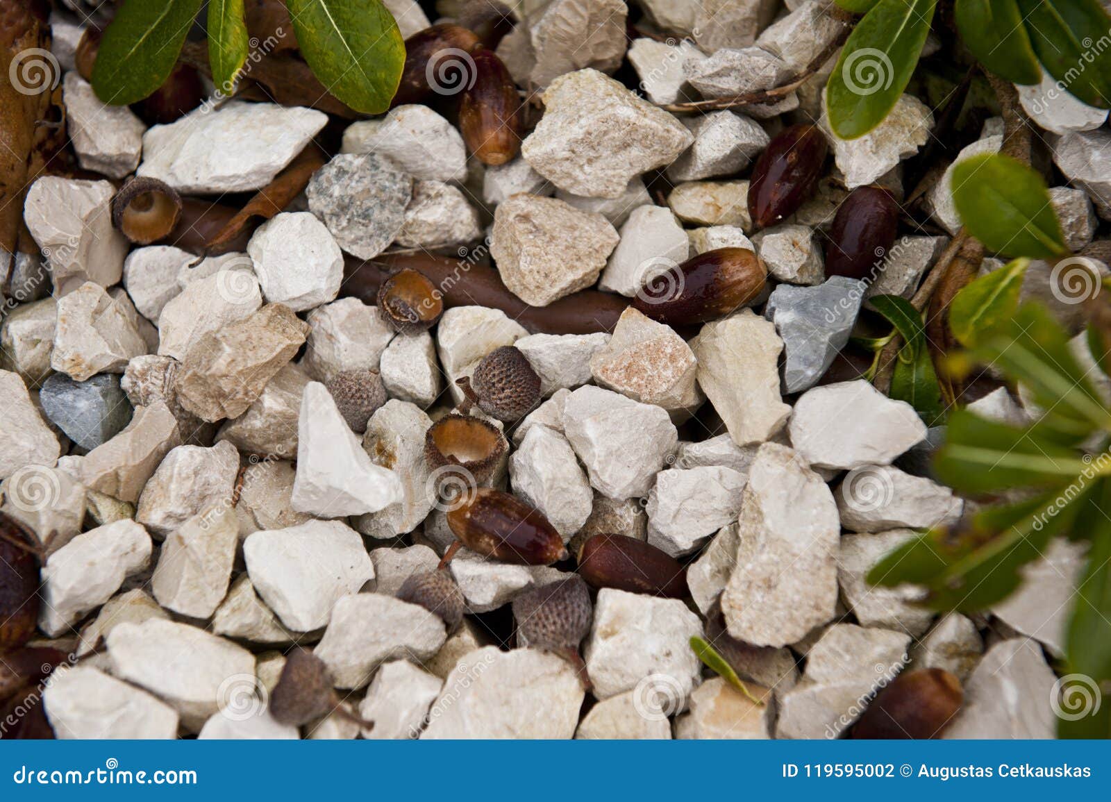 abstract outdoor close up view of oak acorns mixed with gravels