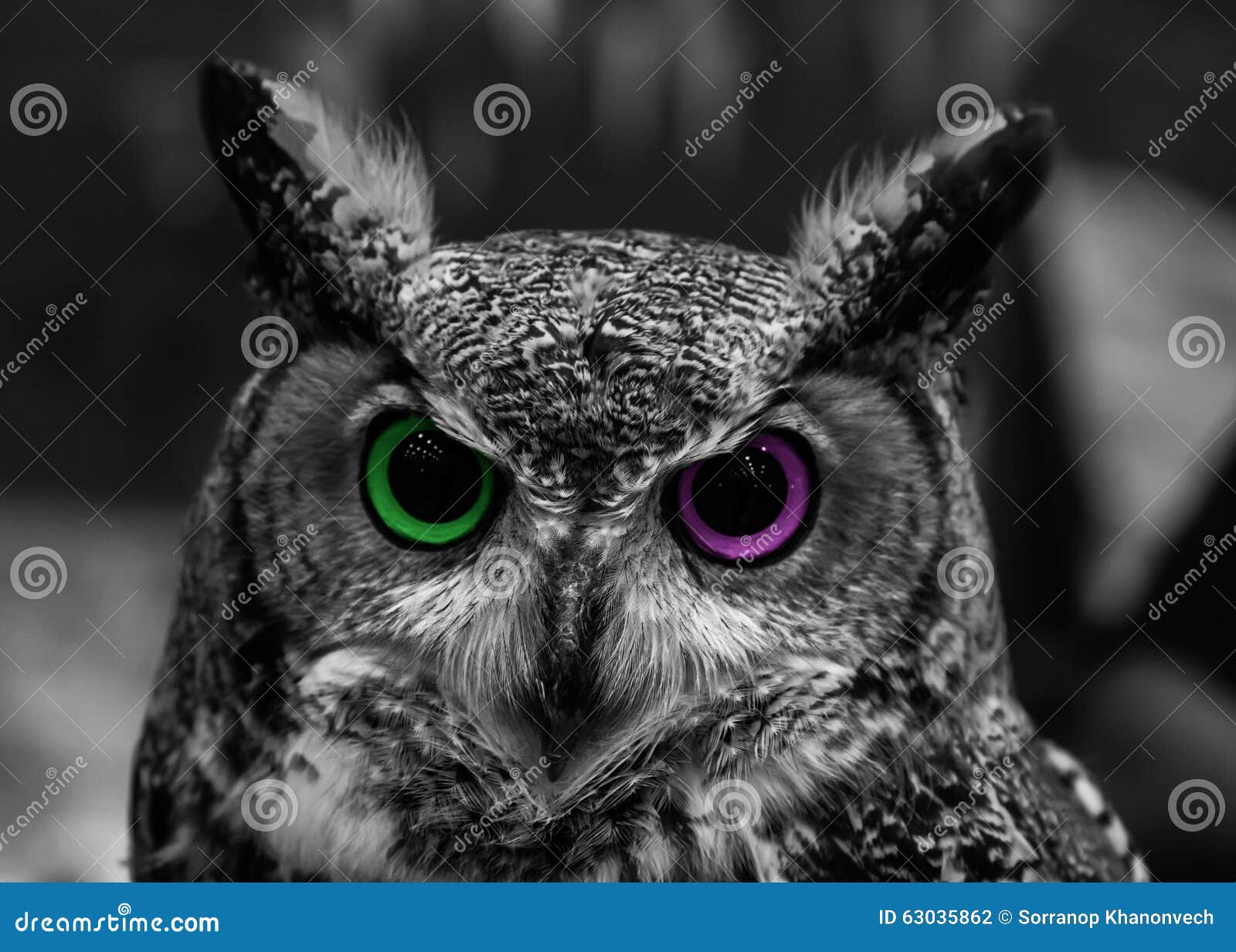 Abstract Owl Eye Two Color stock photo. Image of evil - 63035862