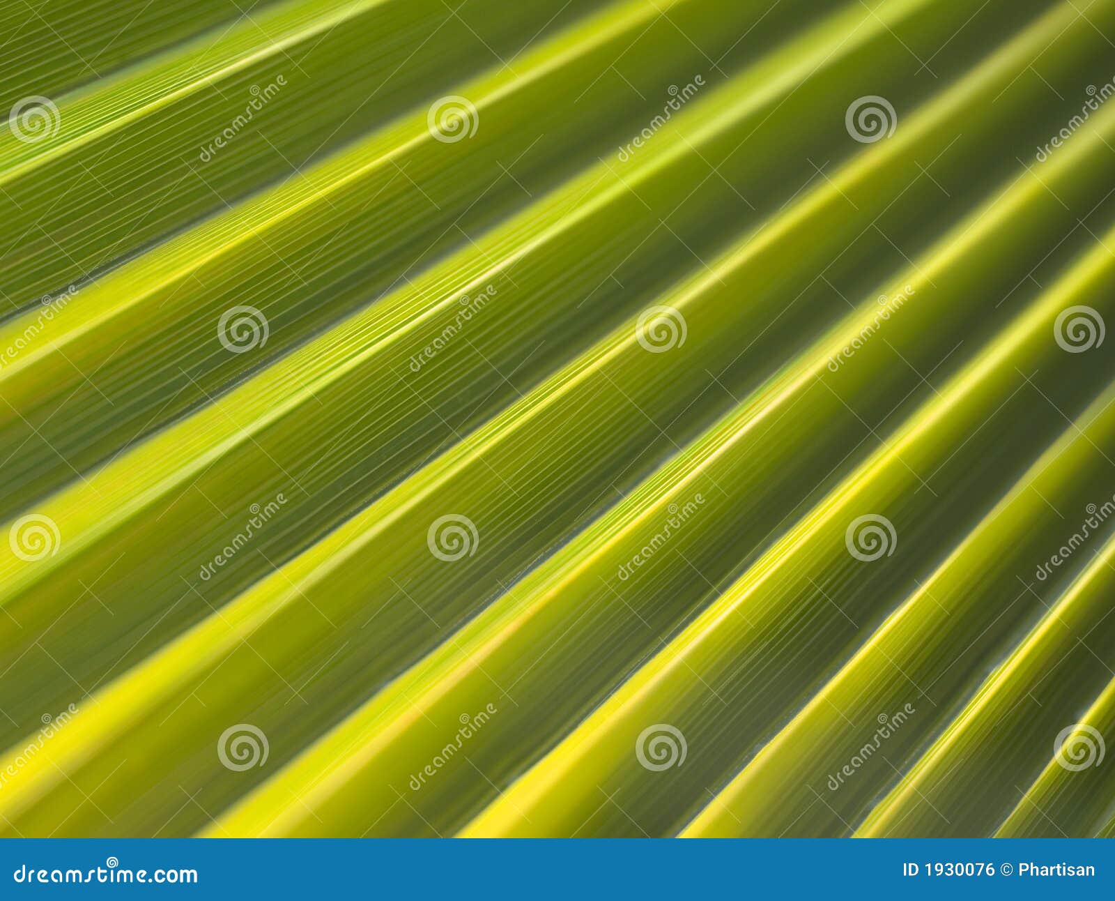 Abstract Palm Leaf Background Stock Photo - Image of tropical, nature