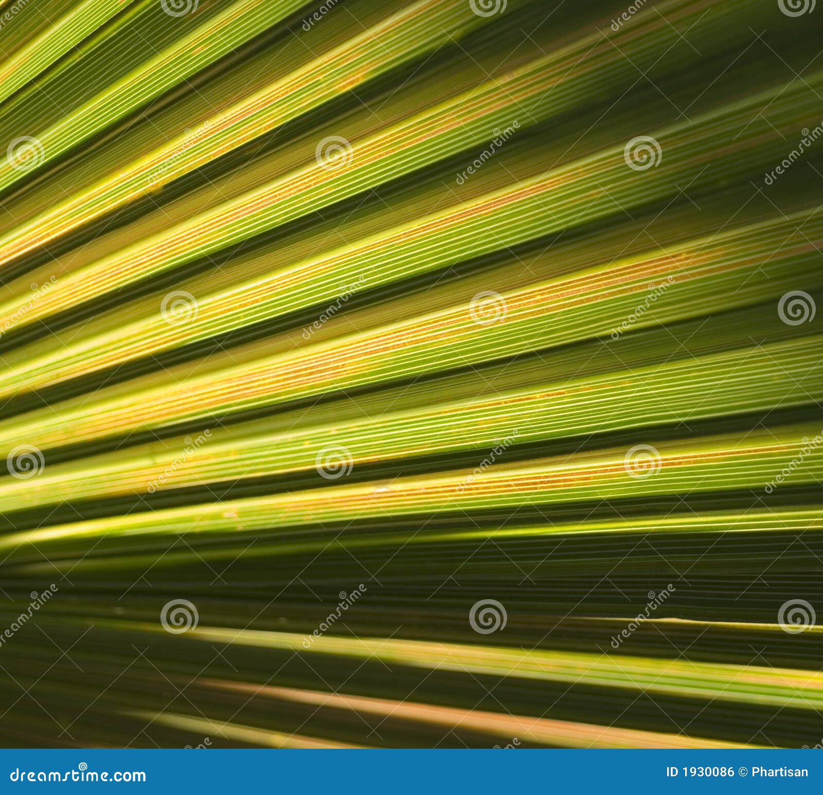 Abstract Palm Leaf Background Stock Photo - Image of backlight, pattern