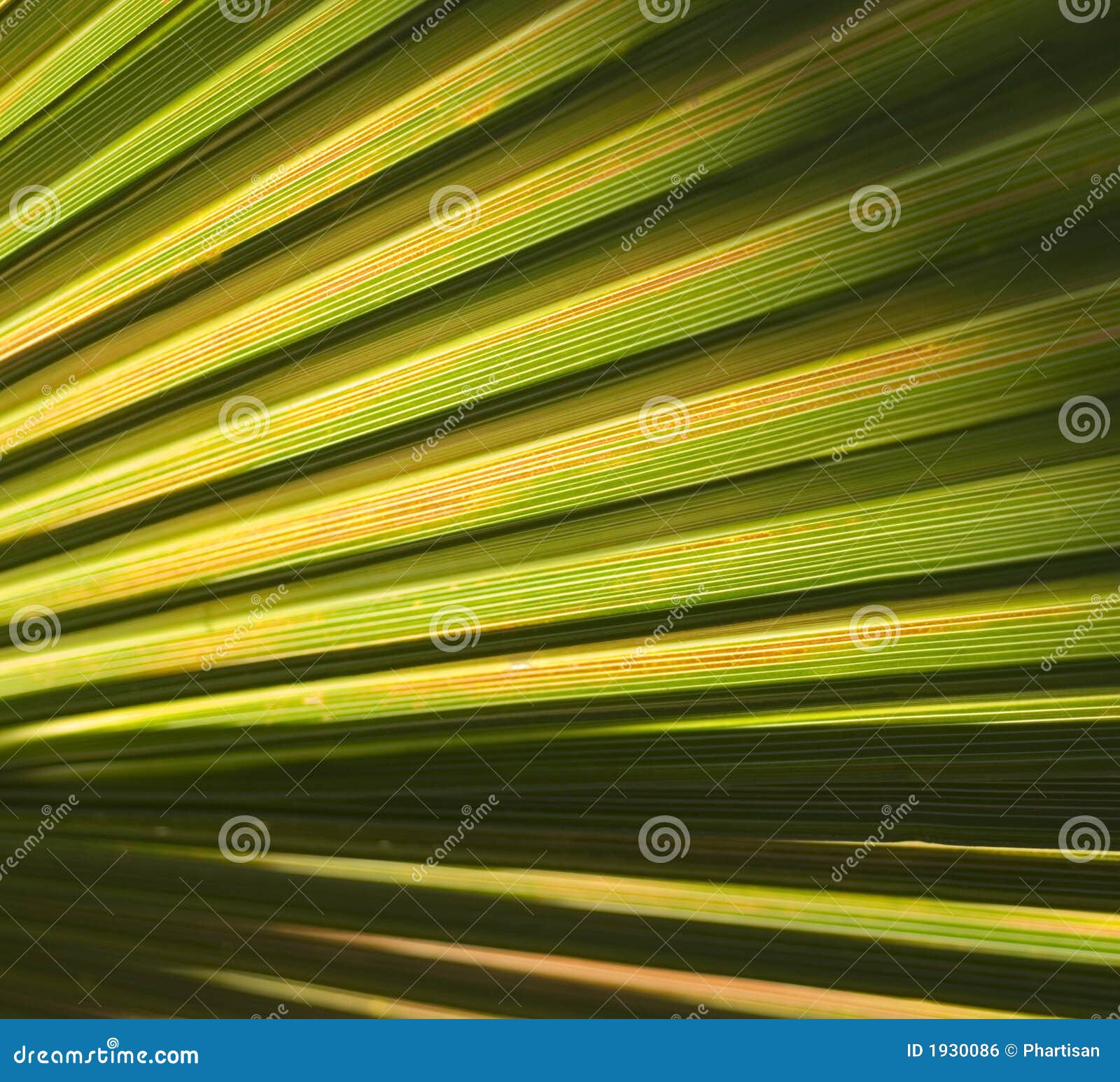 Abstract Palm Leaf Background Stock Photo Image of backlight, pattern