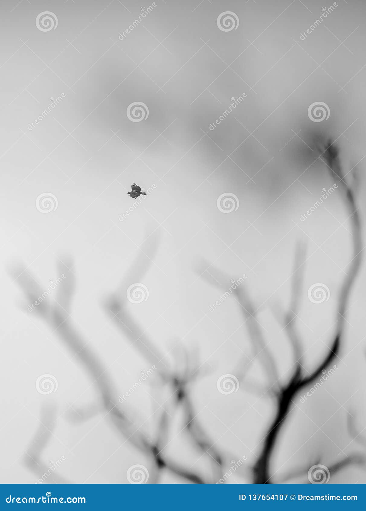 eagle flight abstract moody trees
