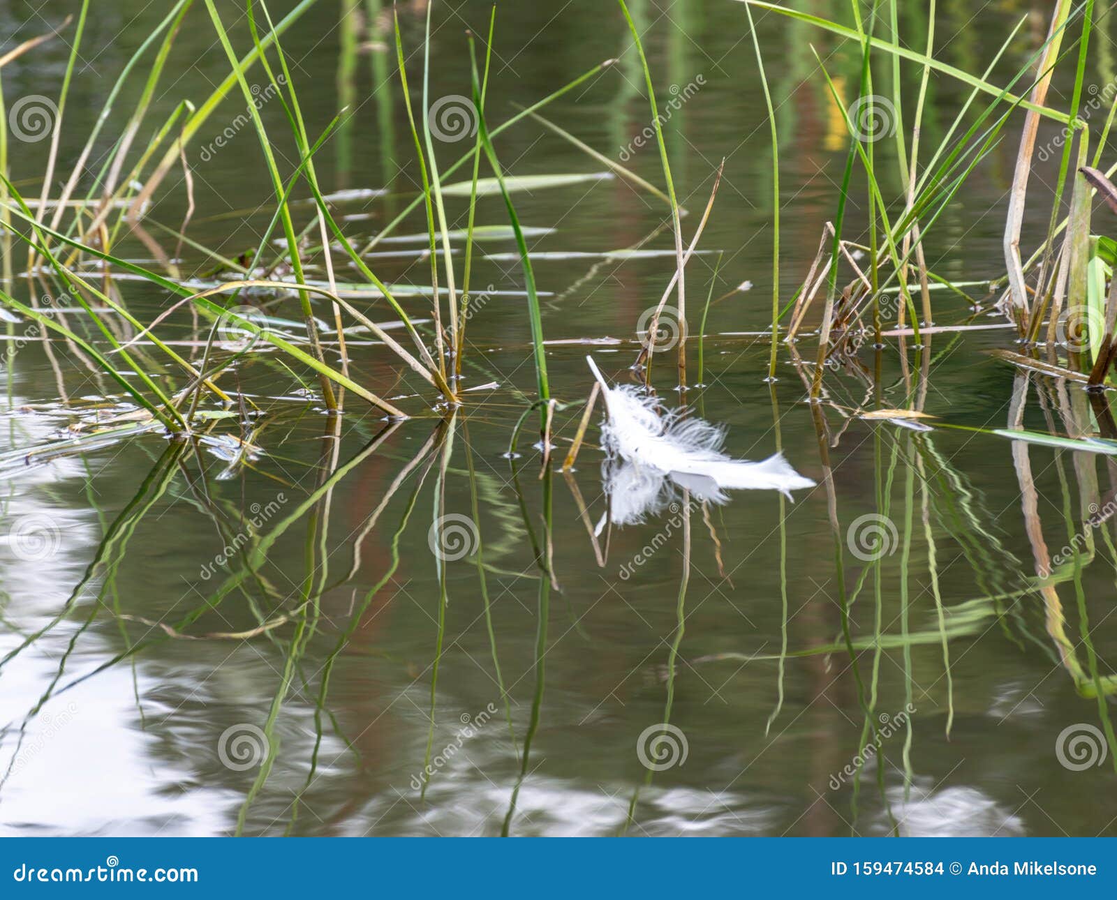 water grass reflection painting water grass reflection painting