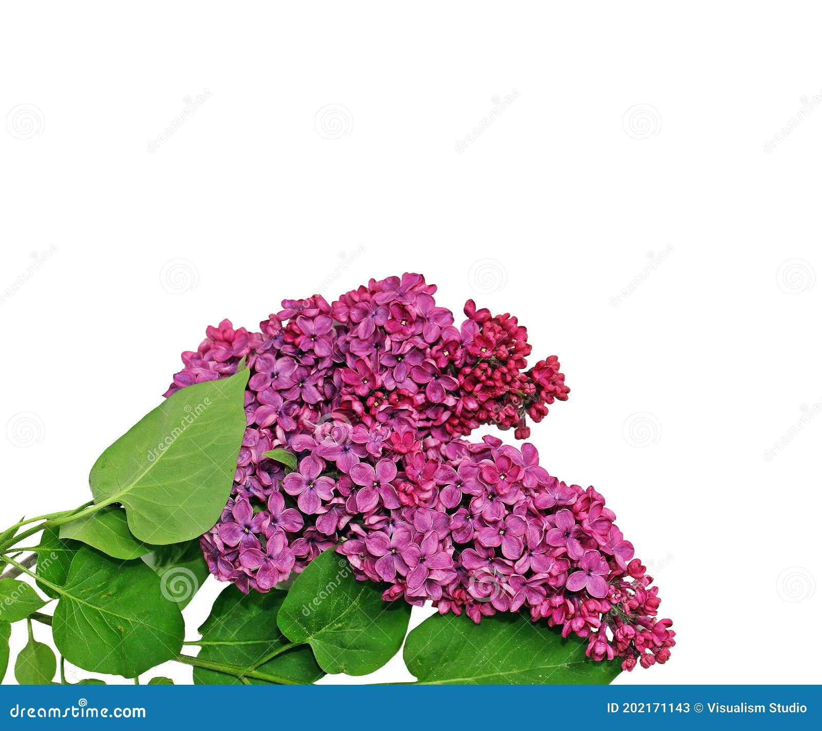 My Image 21